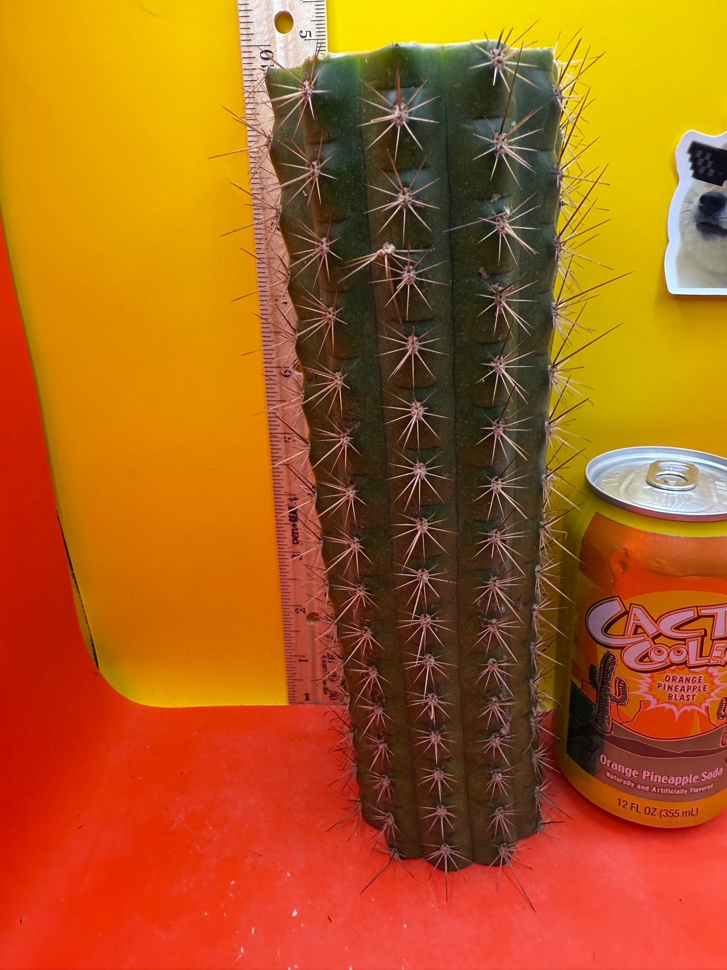 Trichocereus thelegonus