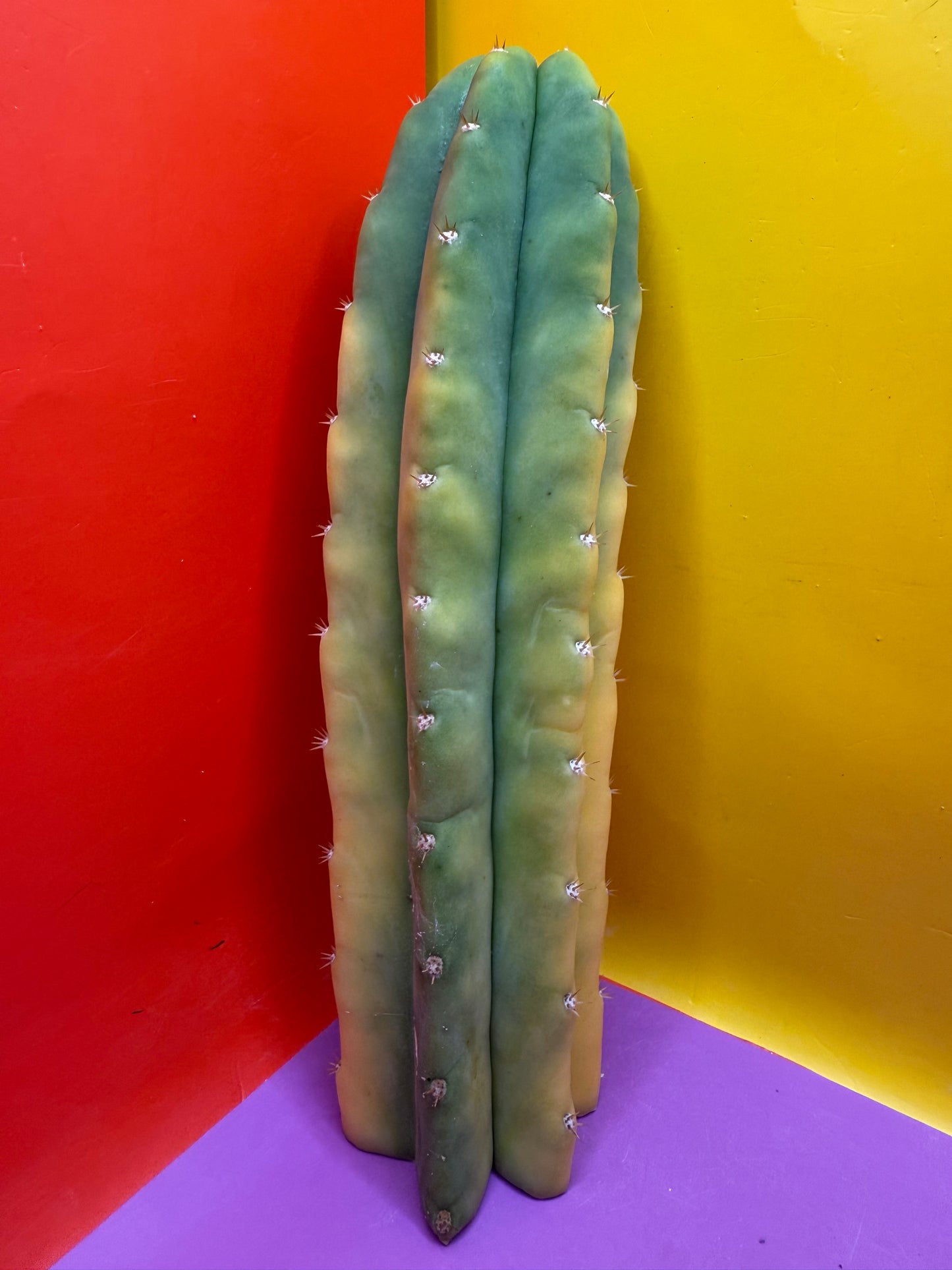 Banana San Pedro Cactus !