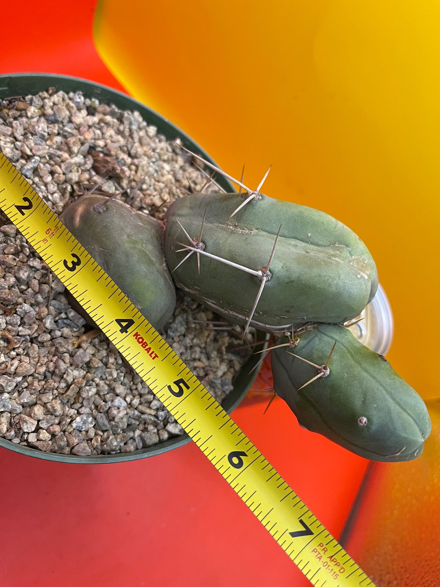 “TBM cactus ”
