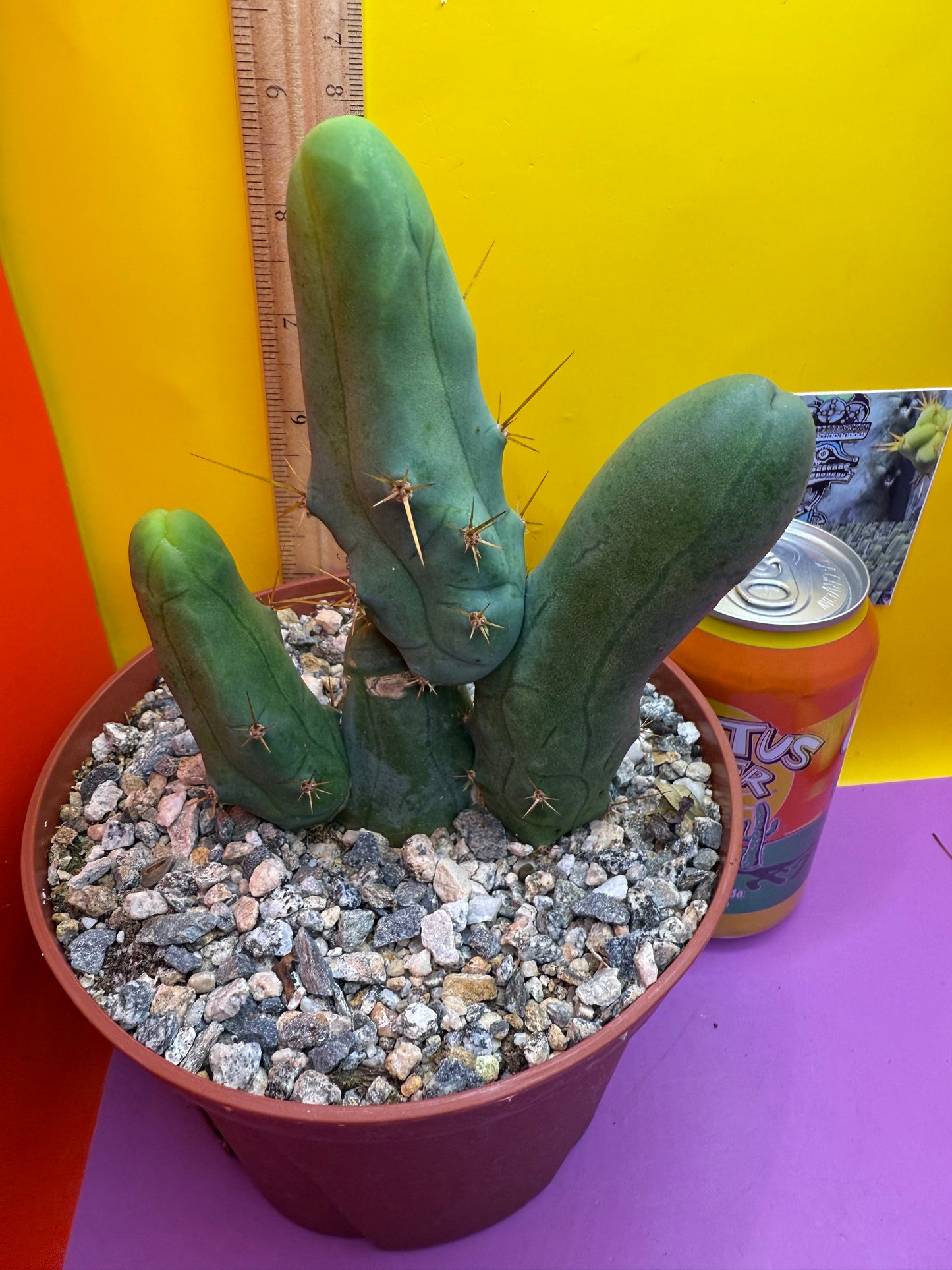 San Pedro Cactus TBM - comes in 6” wide pot !