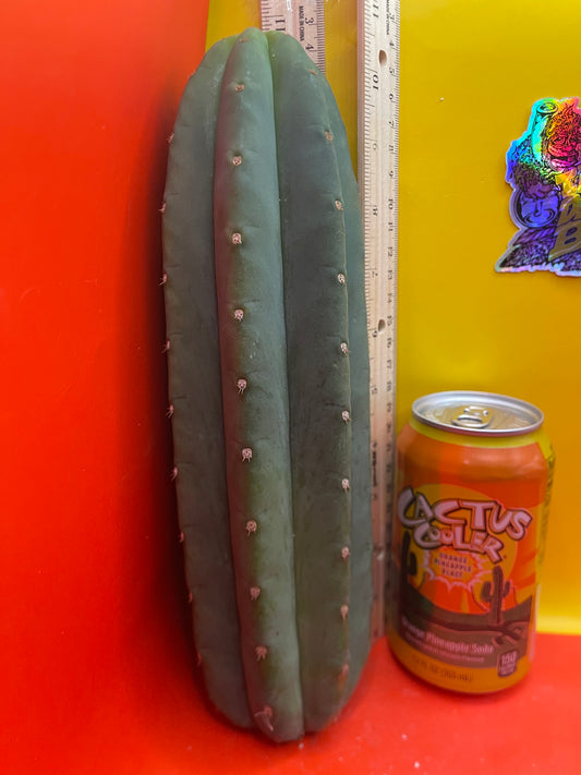 Cahuilla cactus cutting ready to be planted !