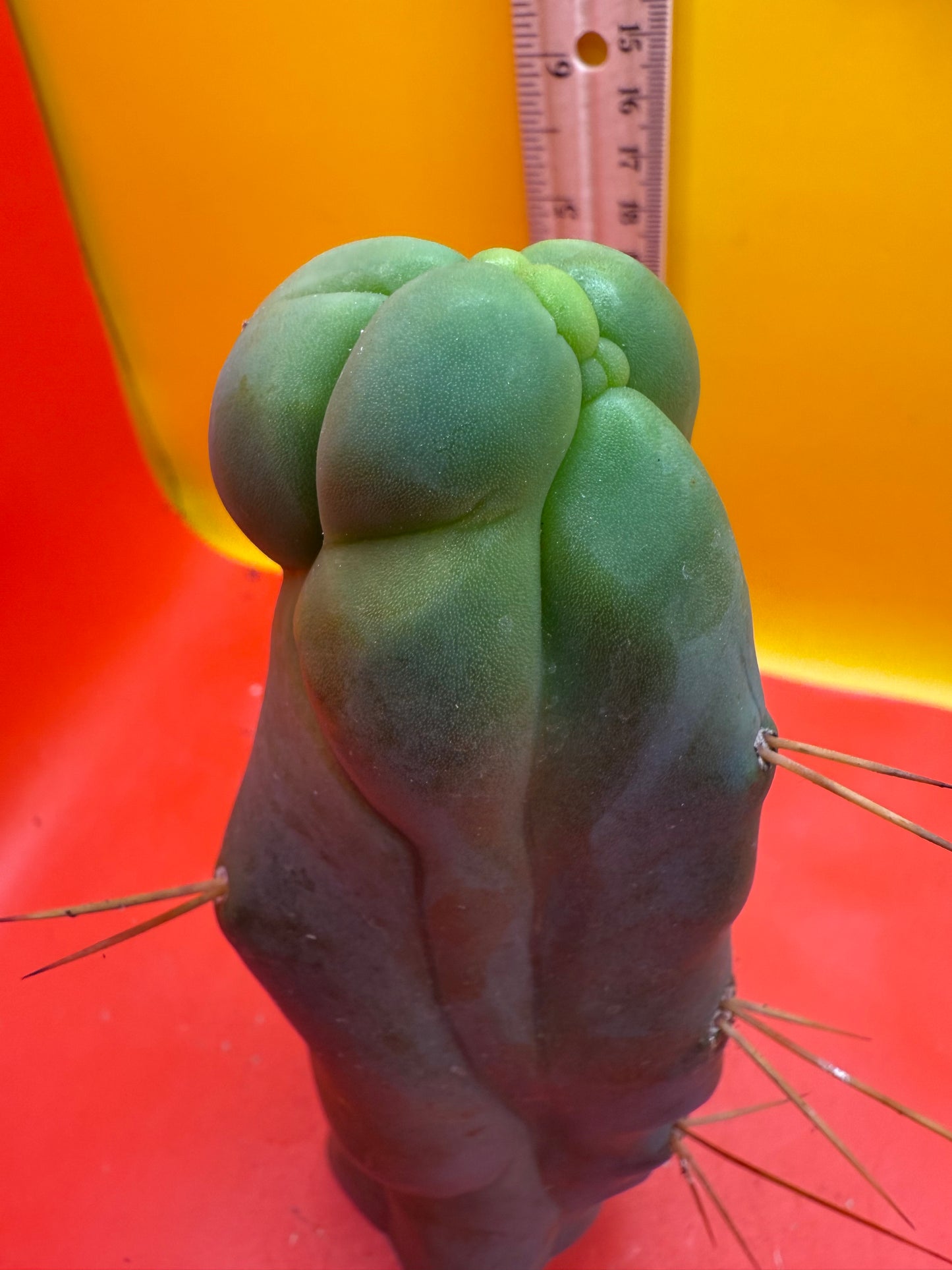 WALTS DRAGON ! ๐ cactus
