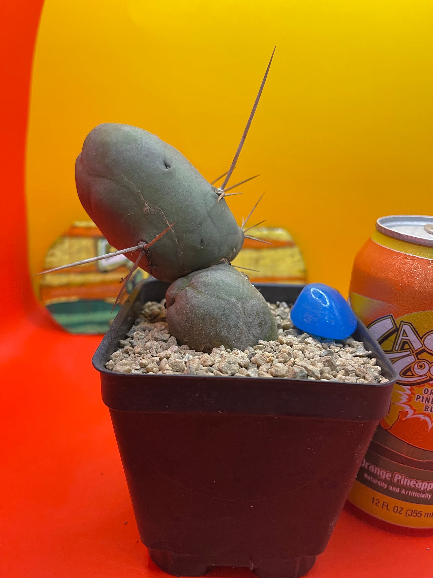 Tbm CACTUS !!!
