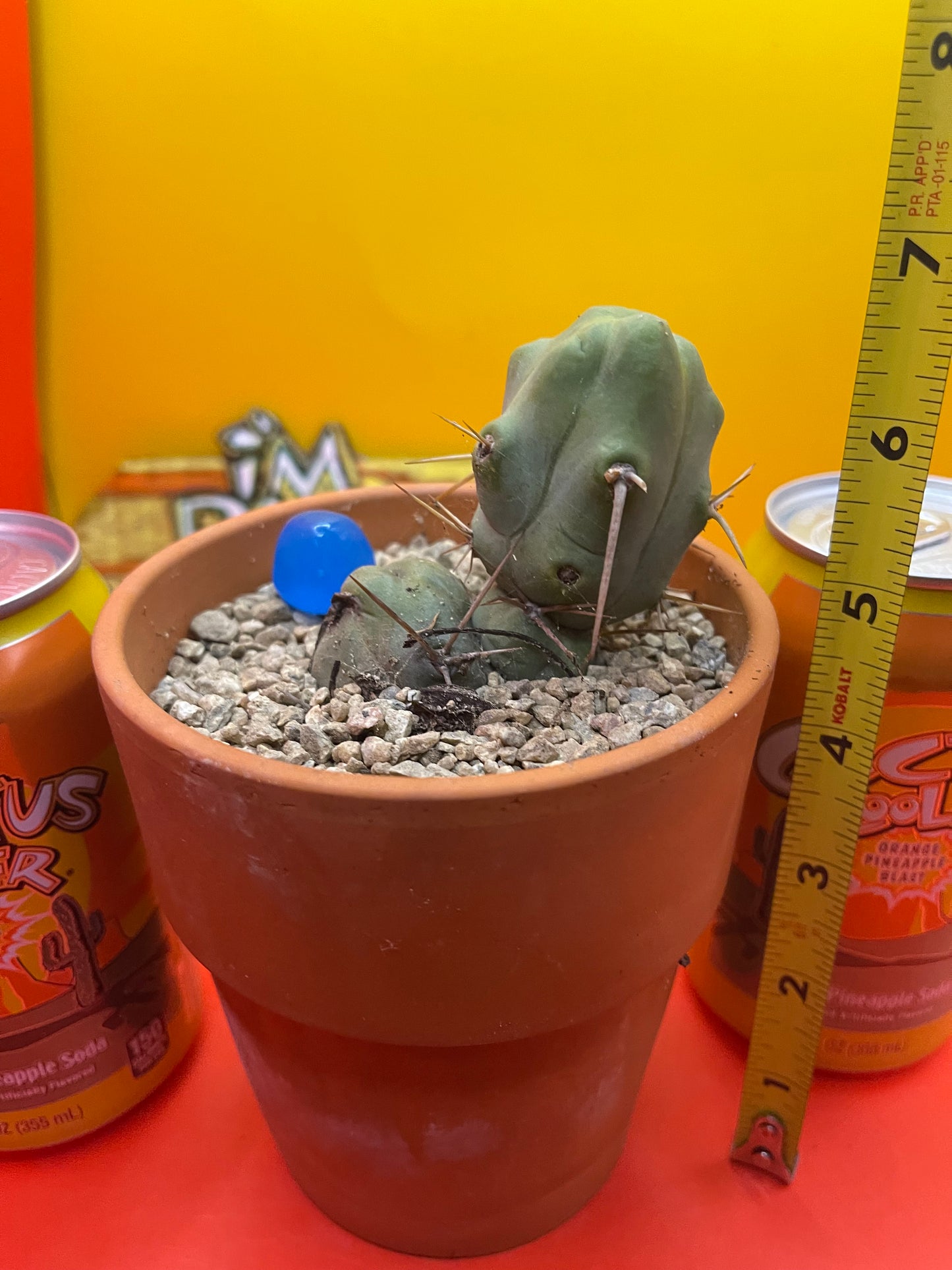 Trichocereus bridgesii Monstrose