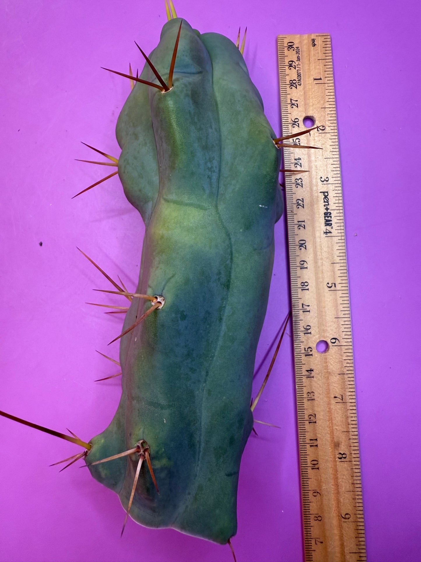 WALTS DRAGON ! 🐉 cactus