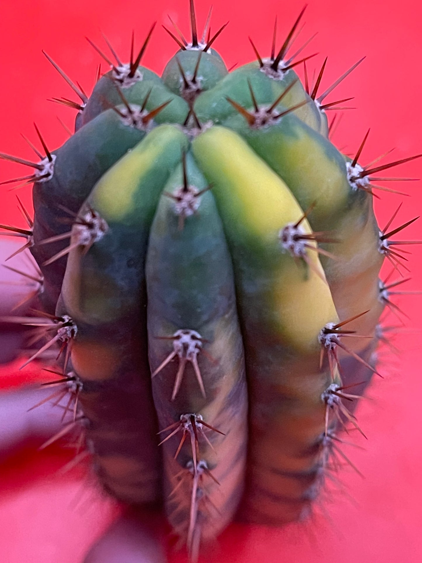 Variegated San Pedro Cactus trichocereus !