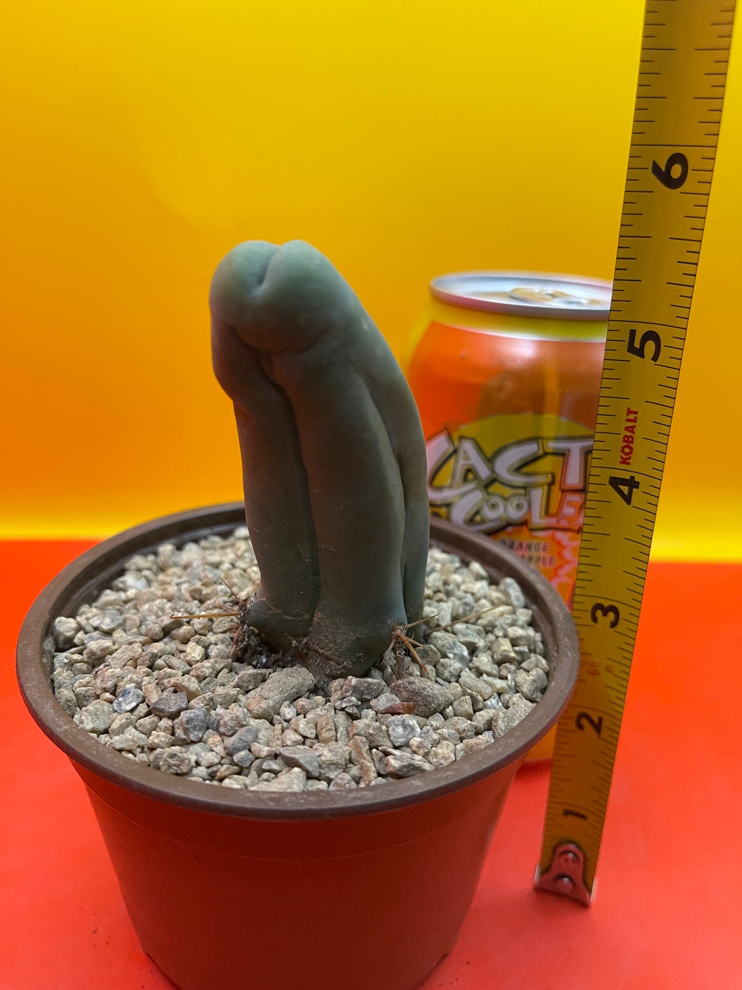 Tbm in pot