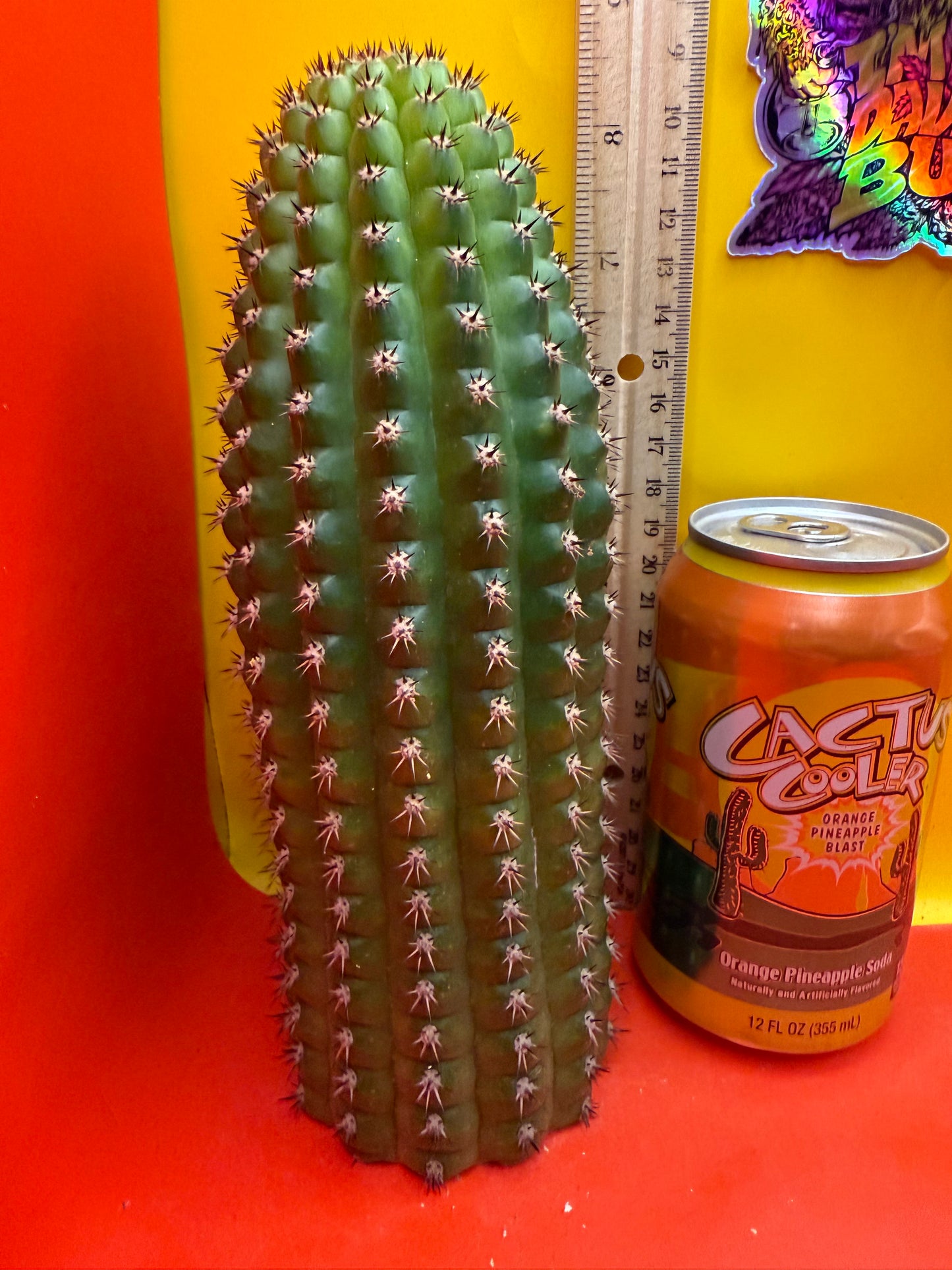 Trichocereus Brevispinulosus