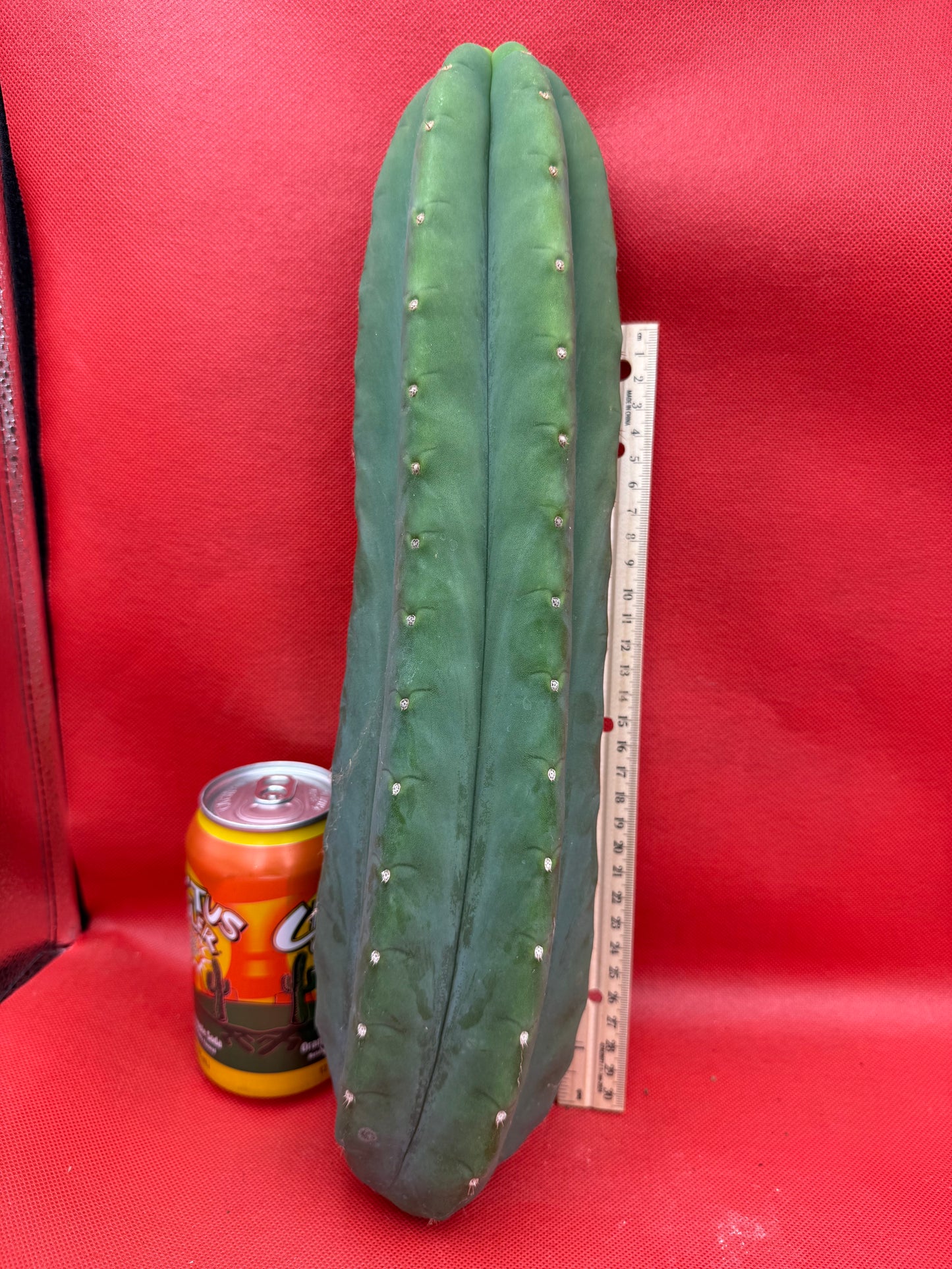 FAT and Tall Cahuilla Tip!!!