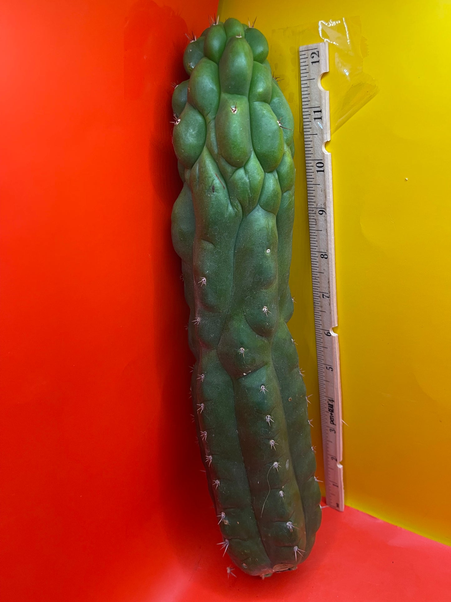 Monstrose San Pedro cactus - TPM !