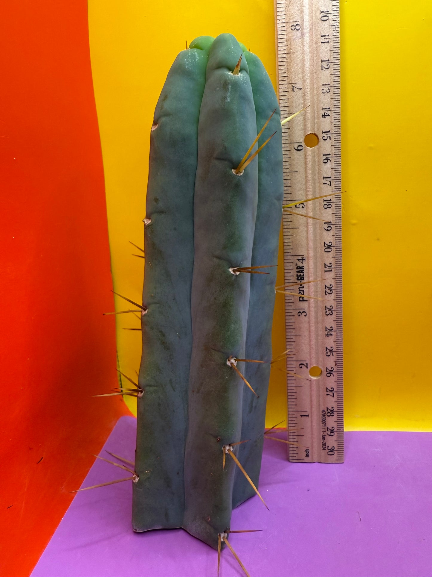 Trichocereus Bridgesii cutting of “DEL DIOS”