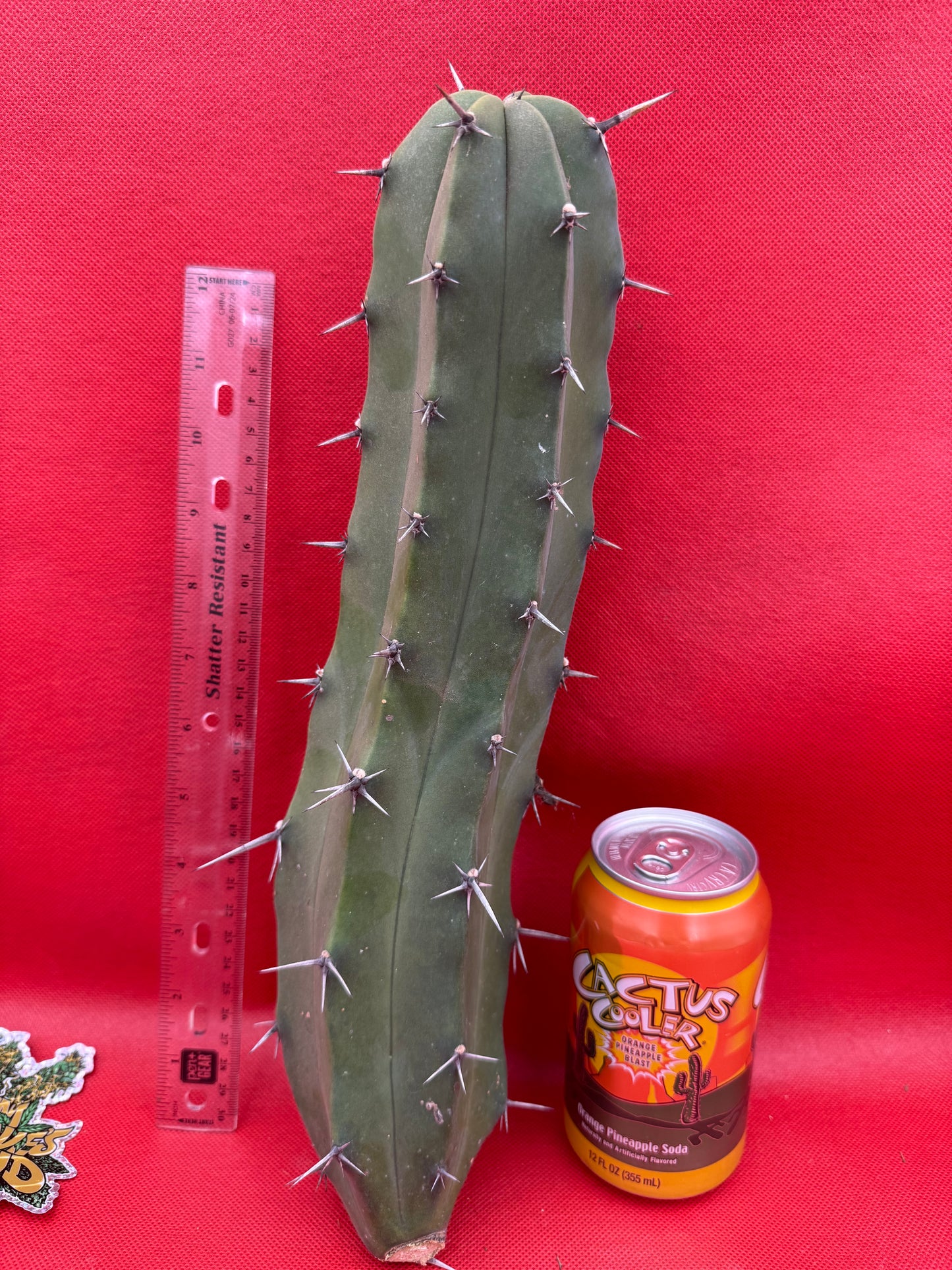 Myrtillocactus geometrizans