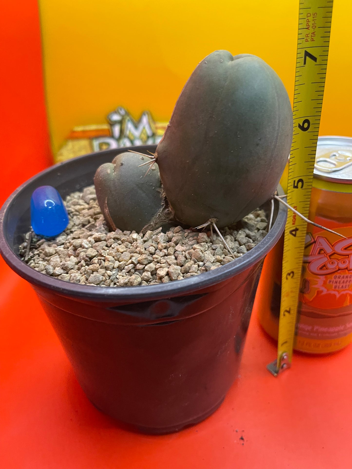 TBM CACTUS    type B