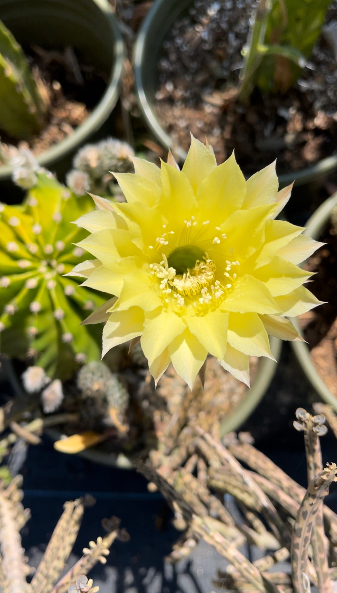 Yellow flowering echinopsis !! Rare seed grown cultivar ! - 50 seeds