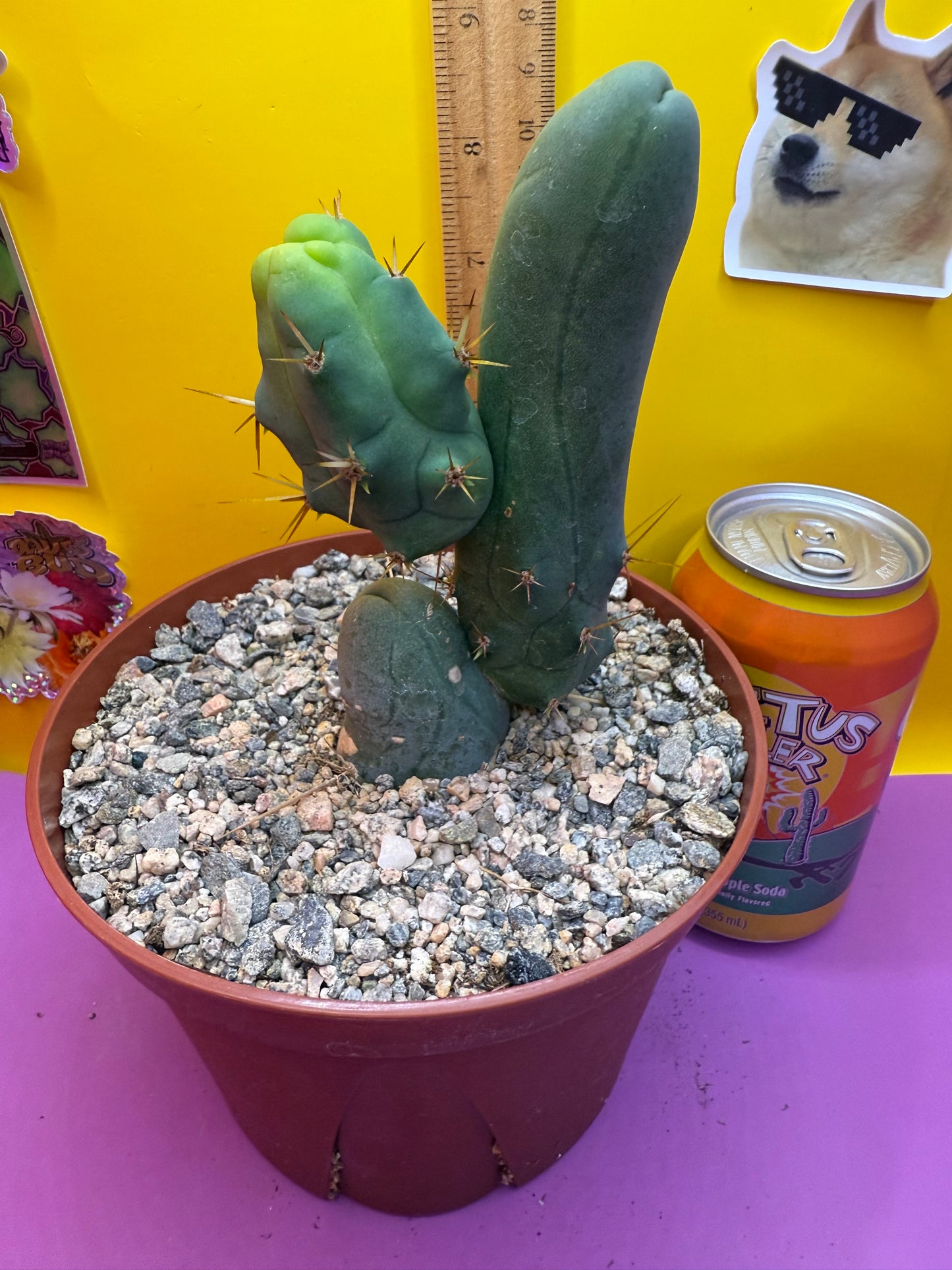 TBM CACTUS smooth and clean !  shipped in pot  - this exact one pictured