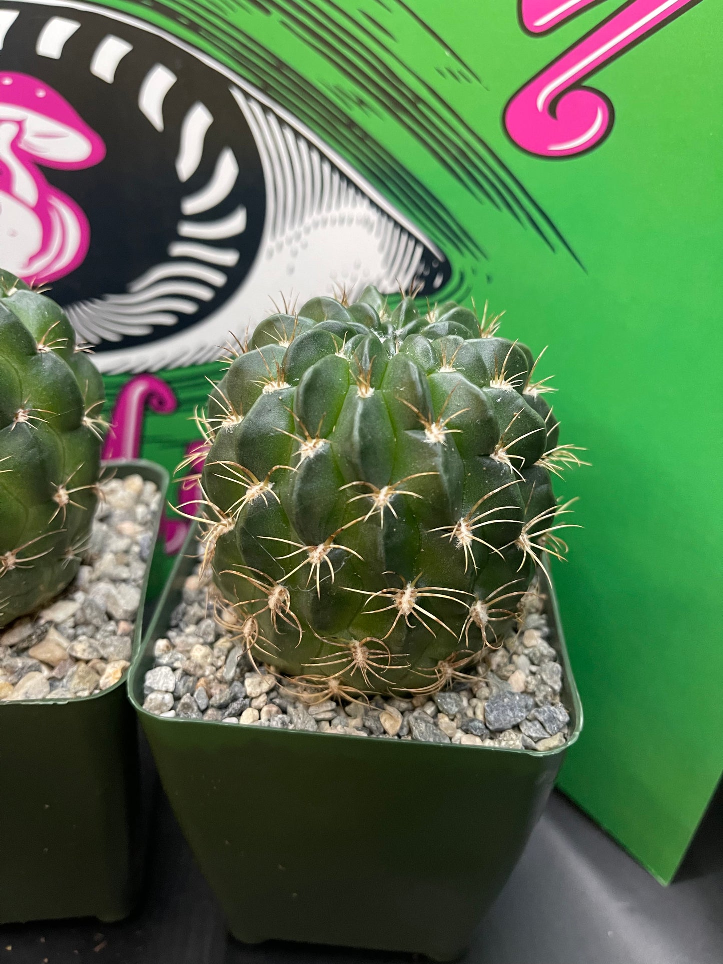 Lobivia !!!!These get Big gorgeous flowers , can be cross pollinated with trichocereus !!