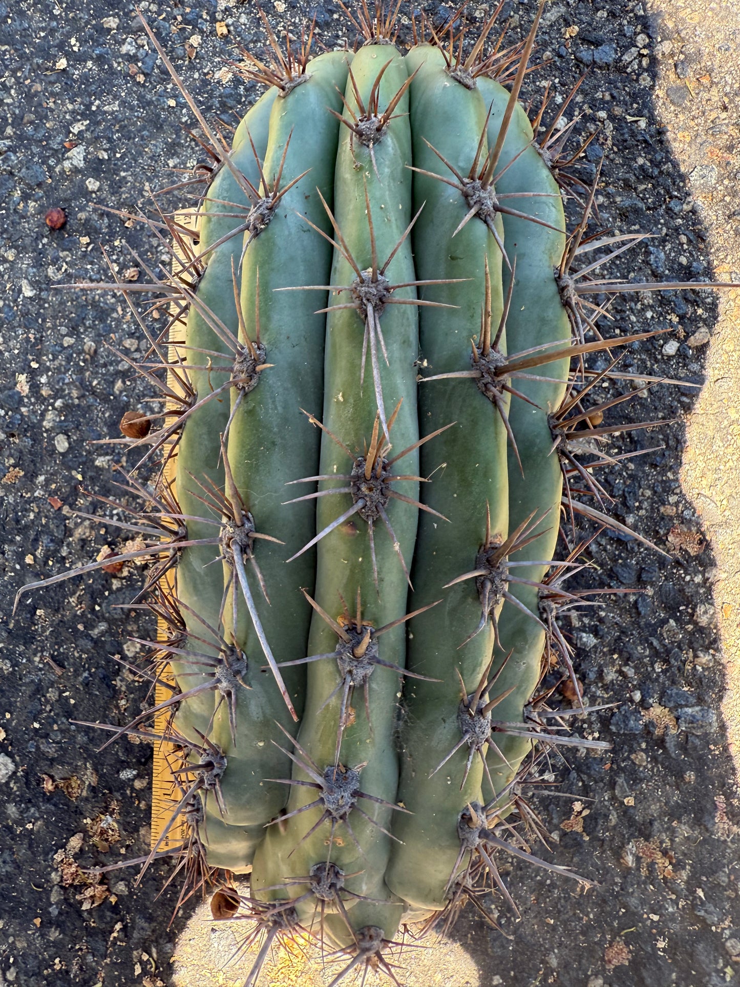 Tacaquirensis!!!!