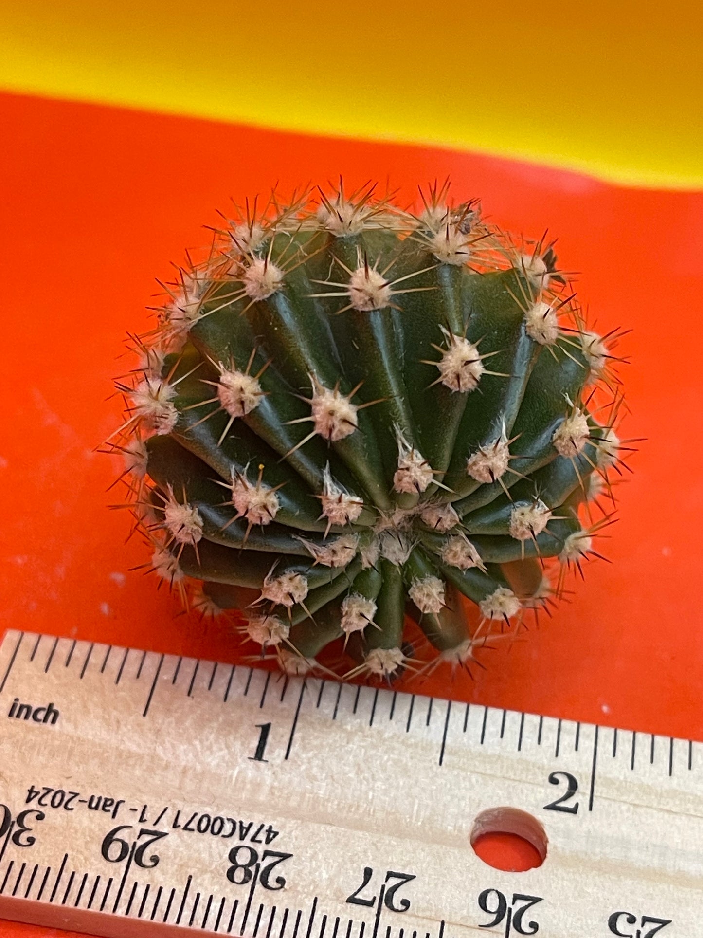 2$ echinopsis pups !!!