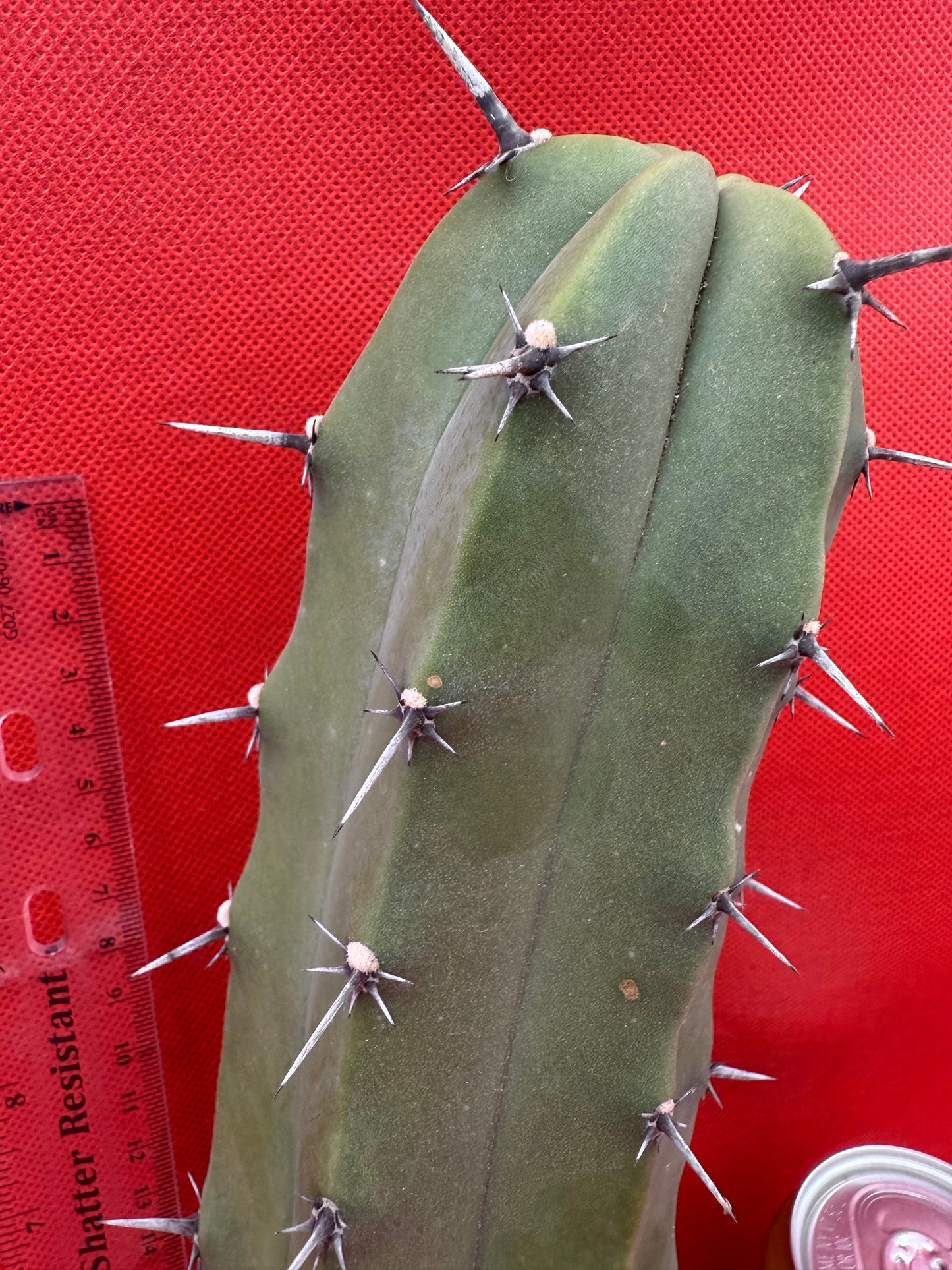Myrtillocactus geometrizans
