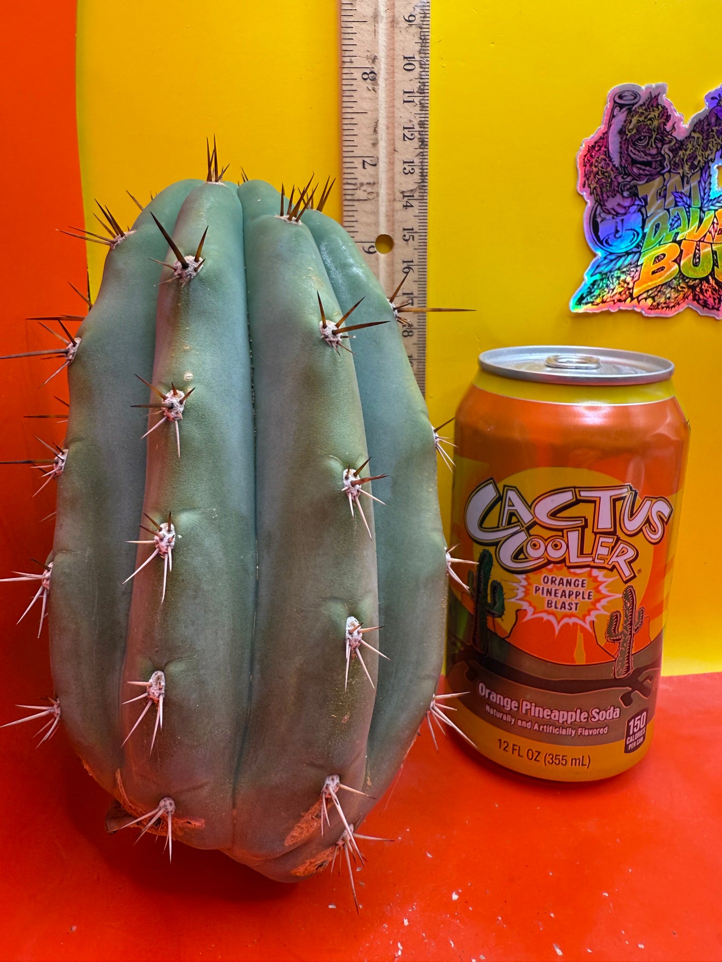 SSO2 x (Peru x Juules Giant) ! Seed grown cactus! BRIDGESII X PERUVIANUS X PACHANOI