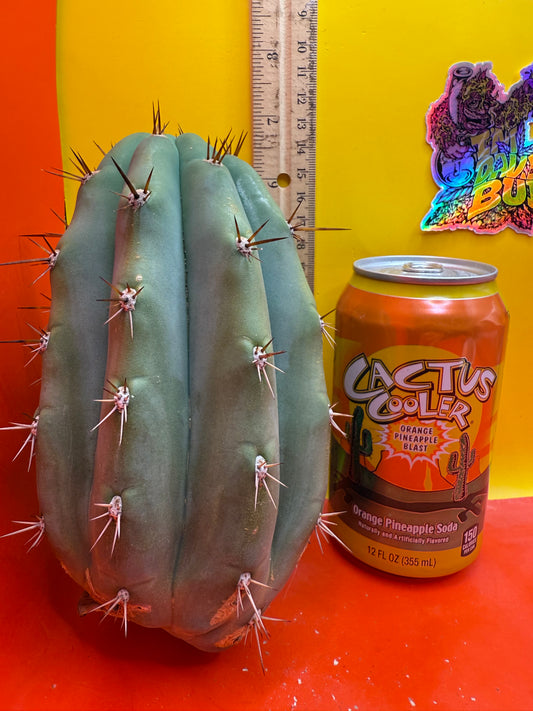 SSO2 x (Peru x Juules Giant) ! BRIDGESII X PERUVIANUS X PACHANOI