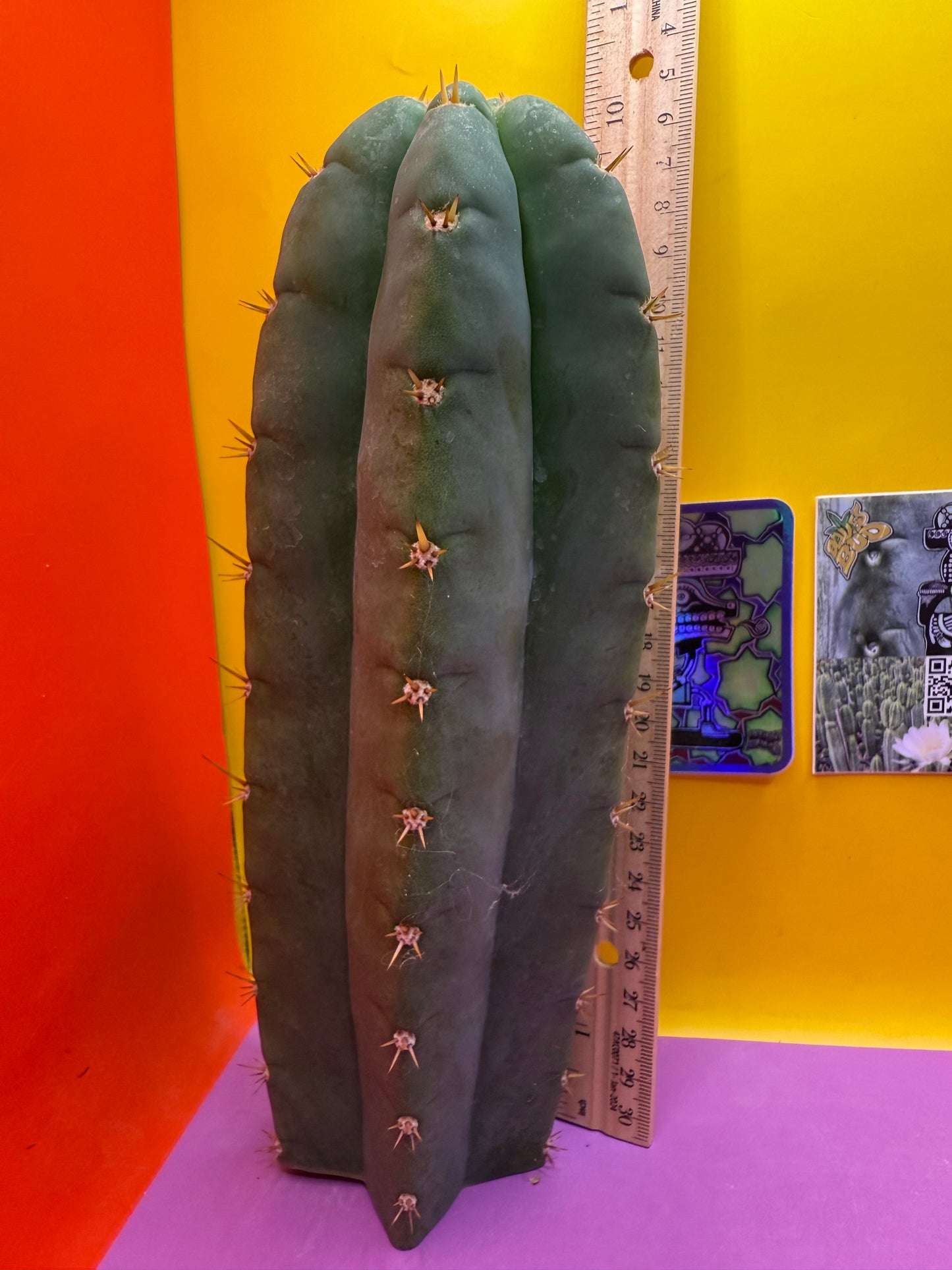 Juuls Giant x Helen