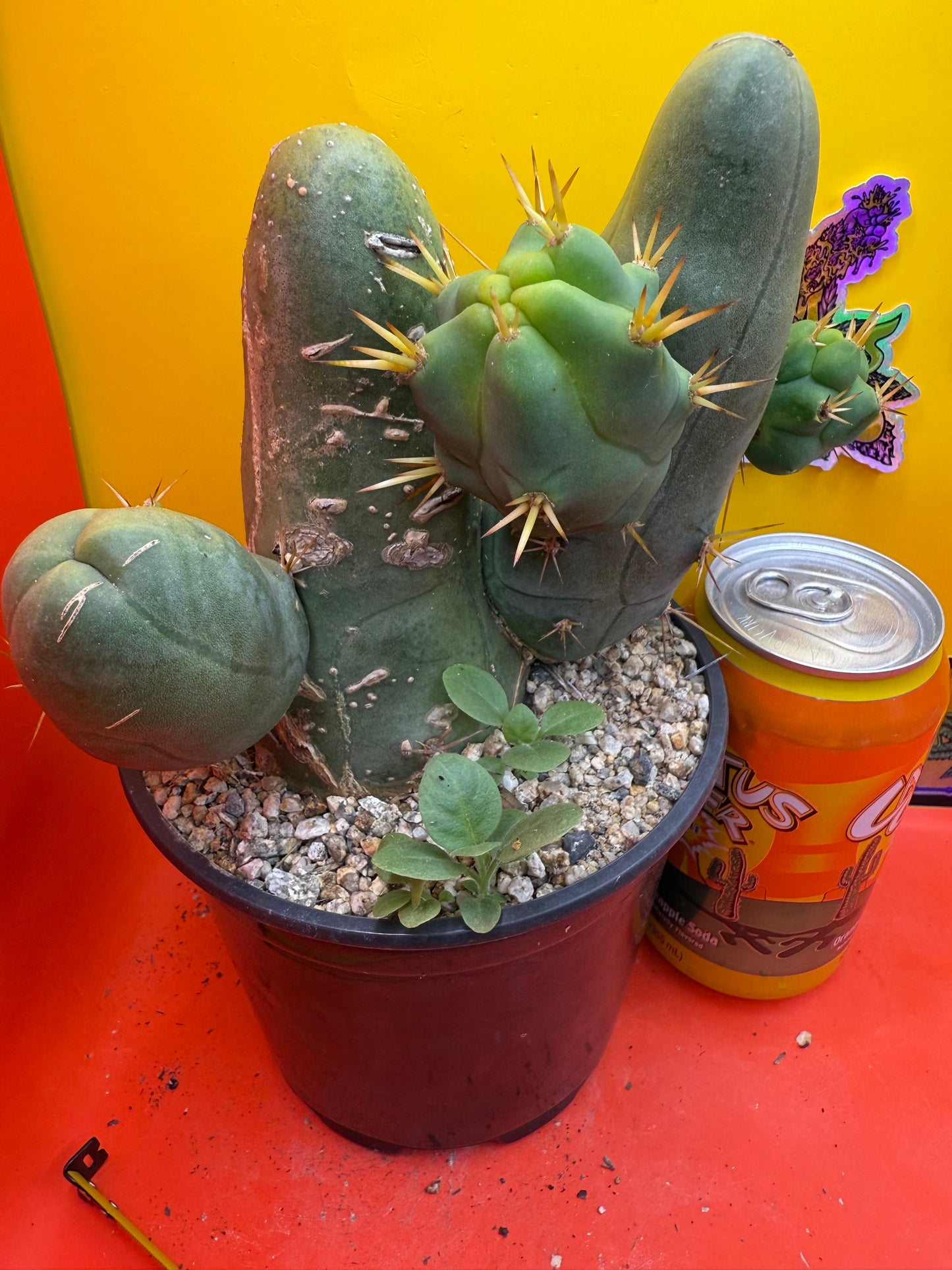 Exact cactus !