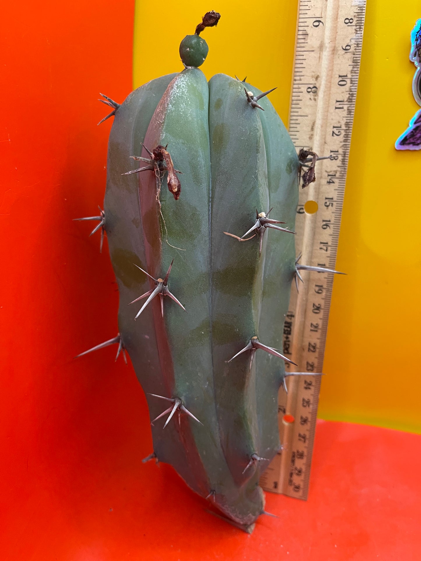 Blue Myrtillocactus