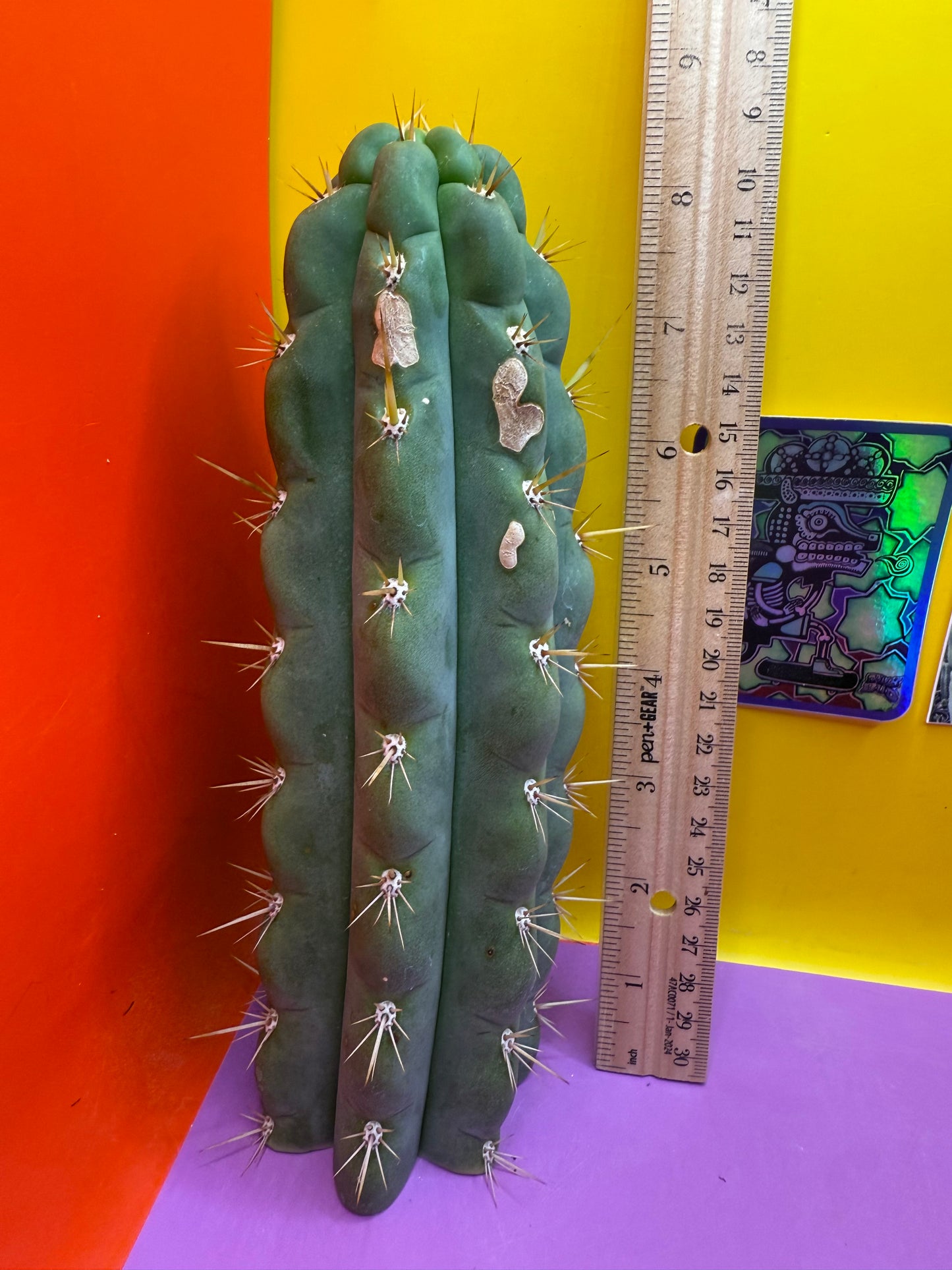 Ss03 cactus cutting
