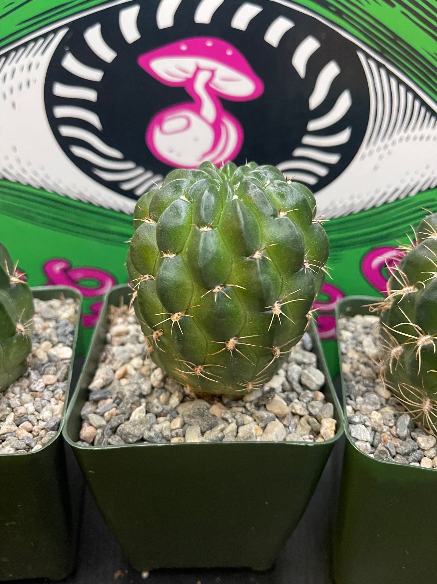 Lobivia !!!!These get Big gorgeous flowers , can be cross pollinated with trichocereus !!