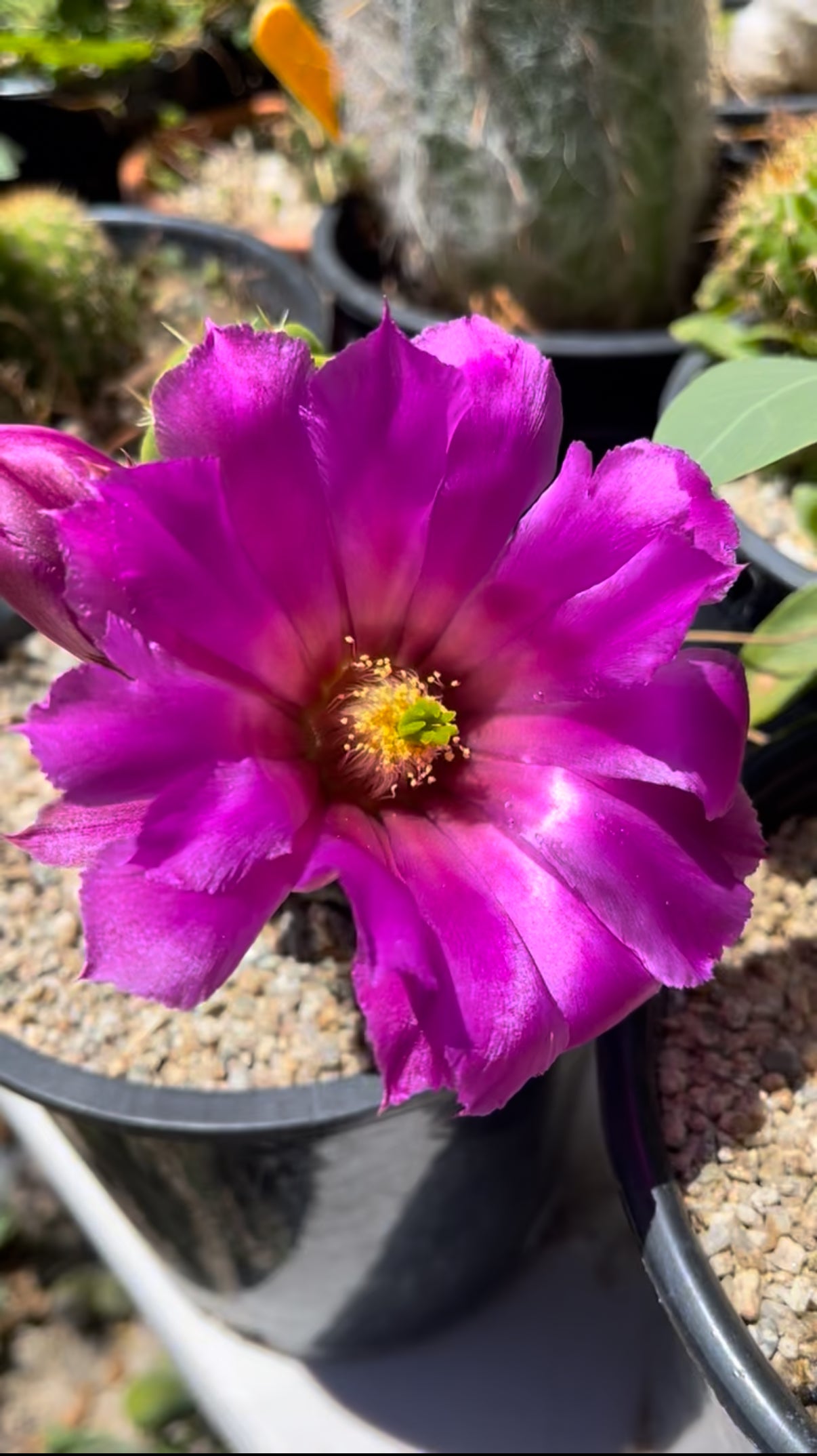 echinocereus viereckii morricalii fully rooted - ships in its pot