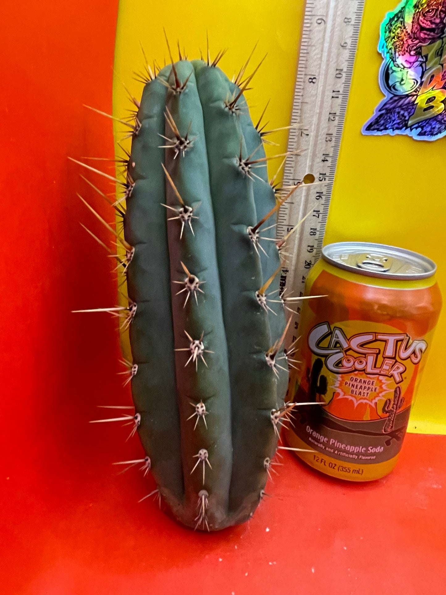 Trichocereus cutting for sale