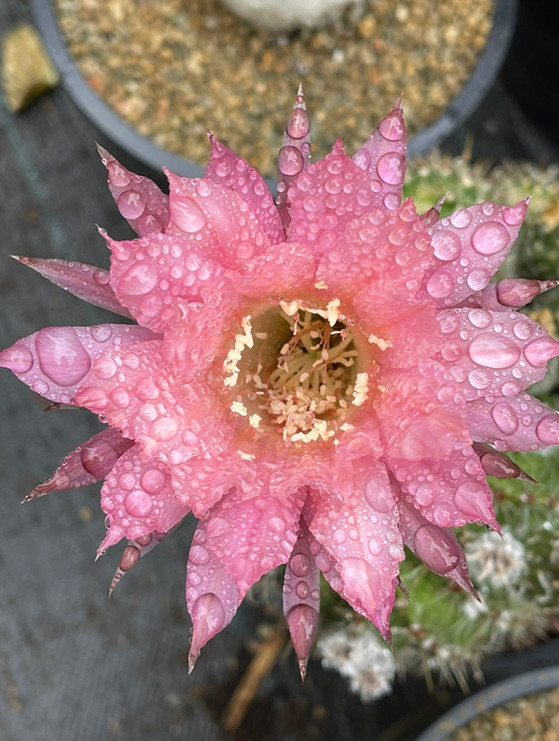Salmon lobivia seeds