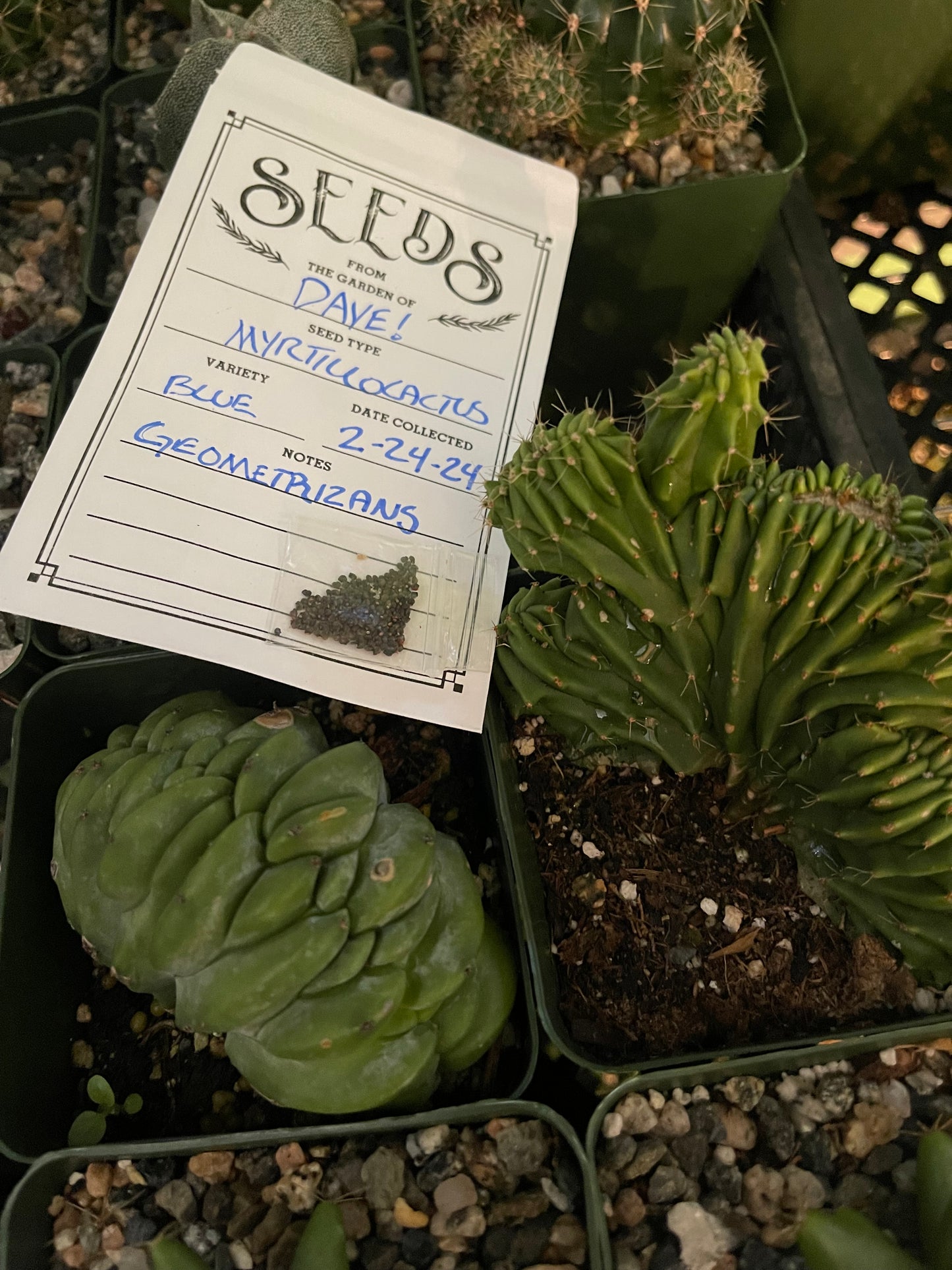 50 Myrtillocactus seeds for a buck !!! DAVES DOLLAR DAZE !!