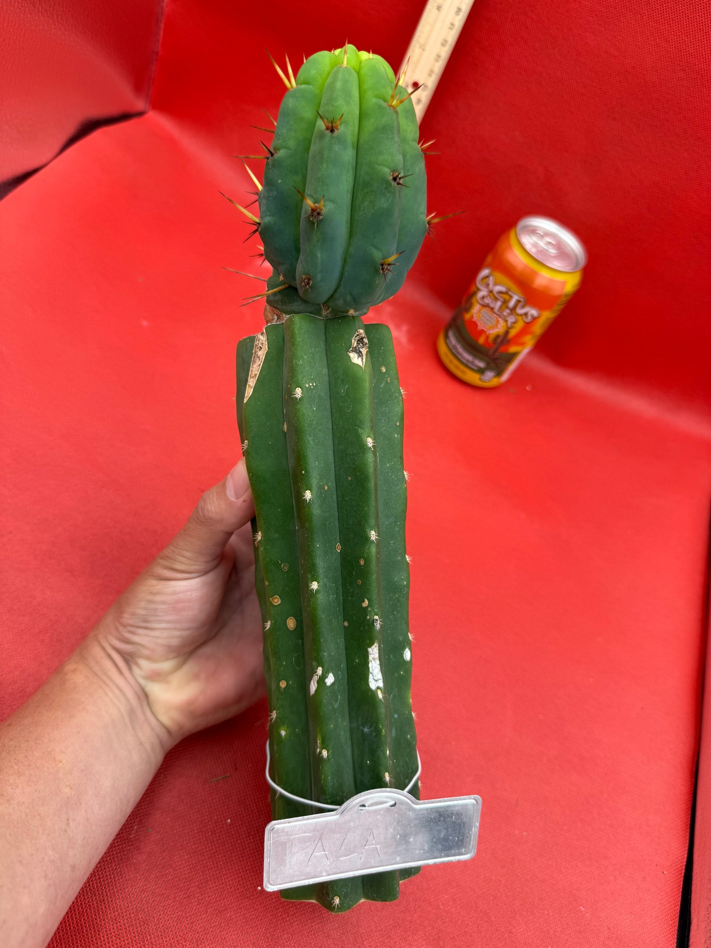GRAFTED PALA