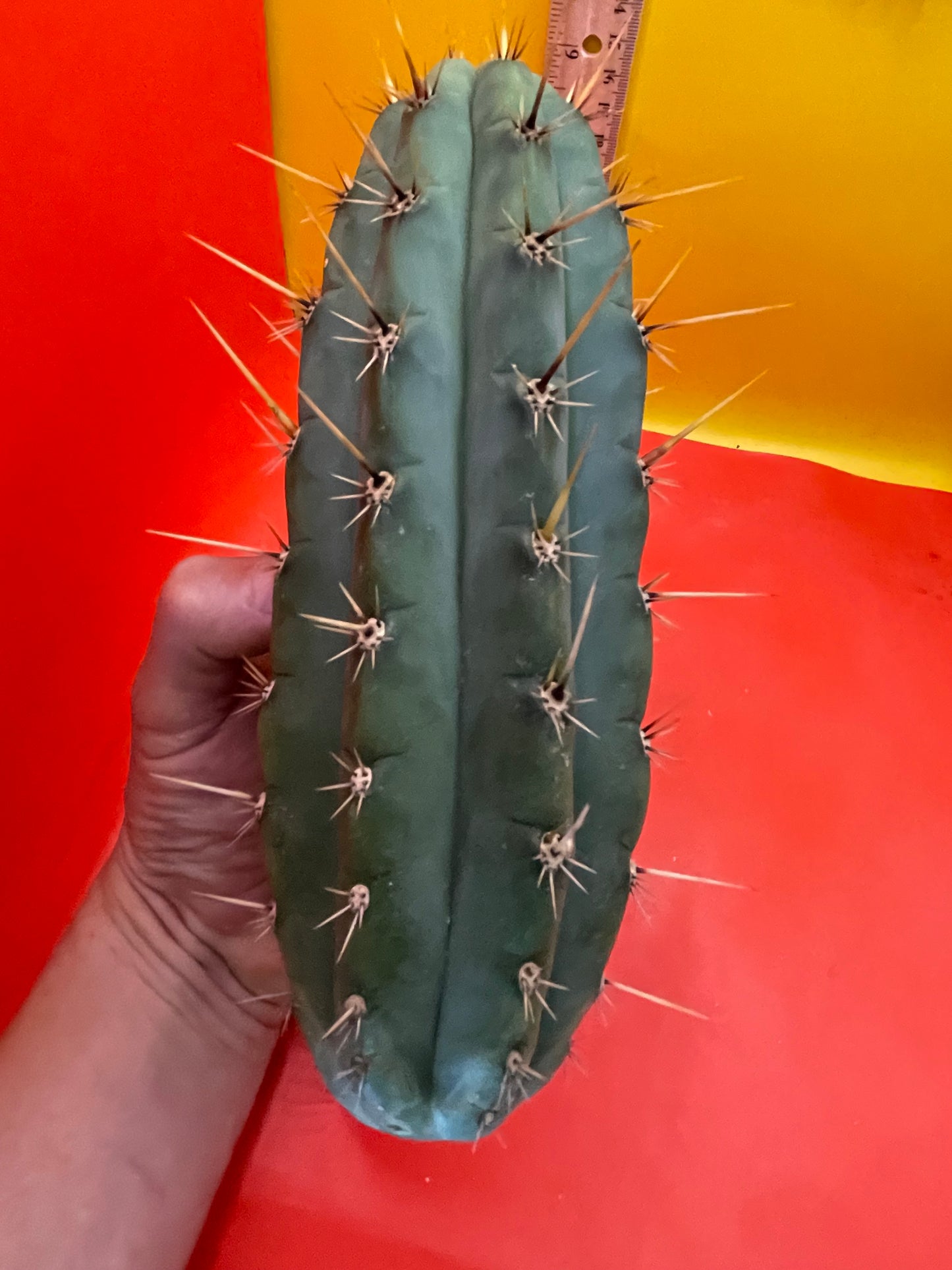 Trichocereus cutting for sale