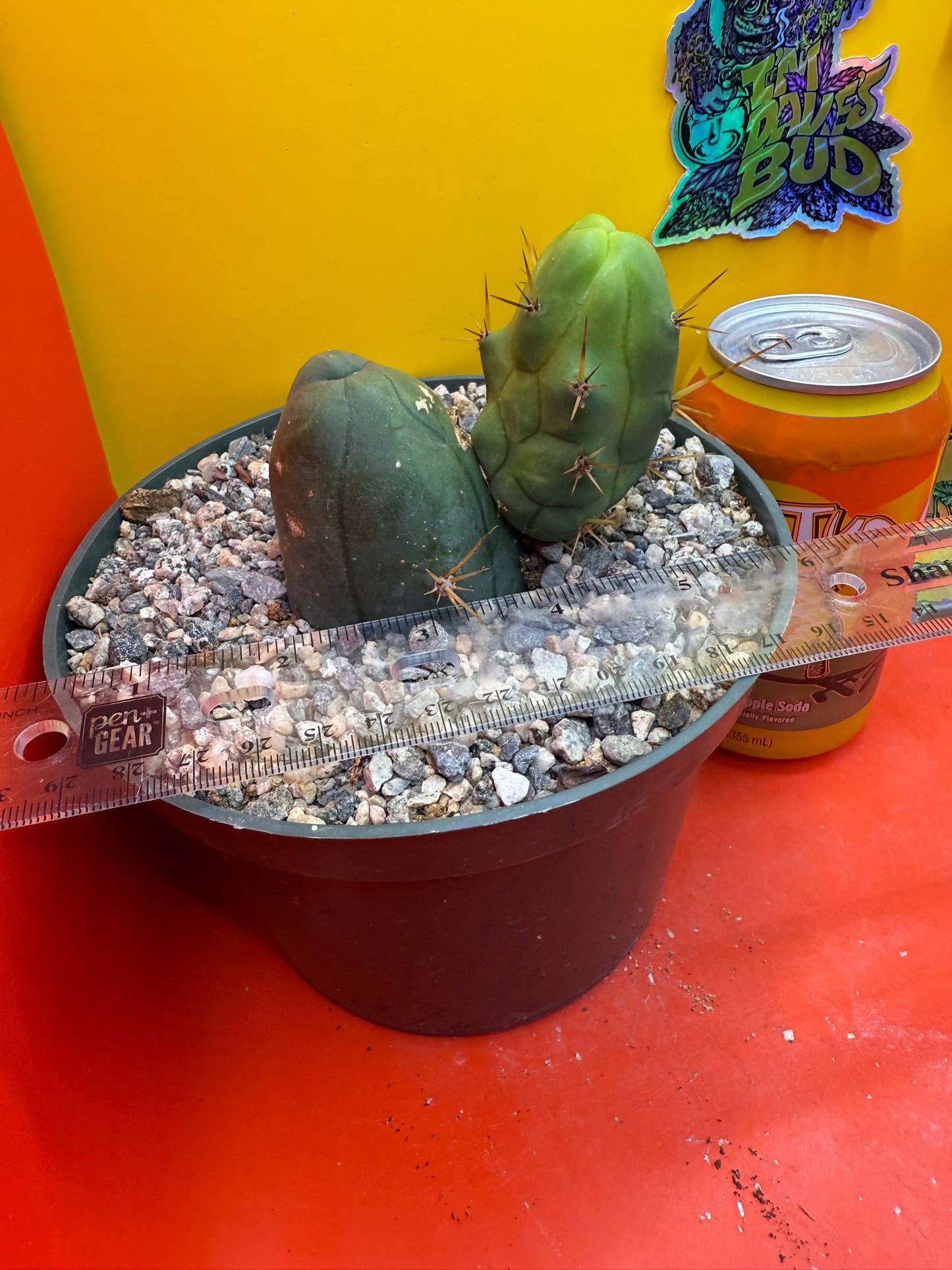 Exact TBM ! Ships in pot - Fully Rooted