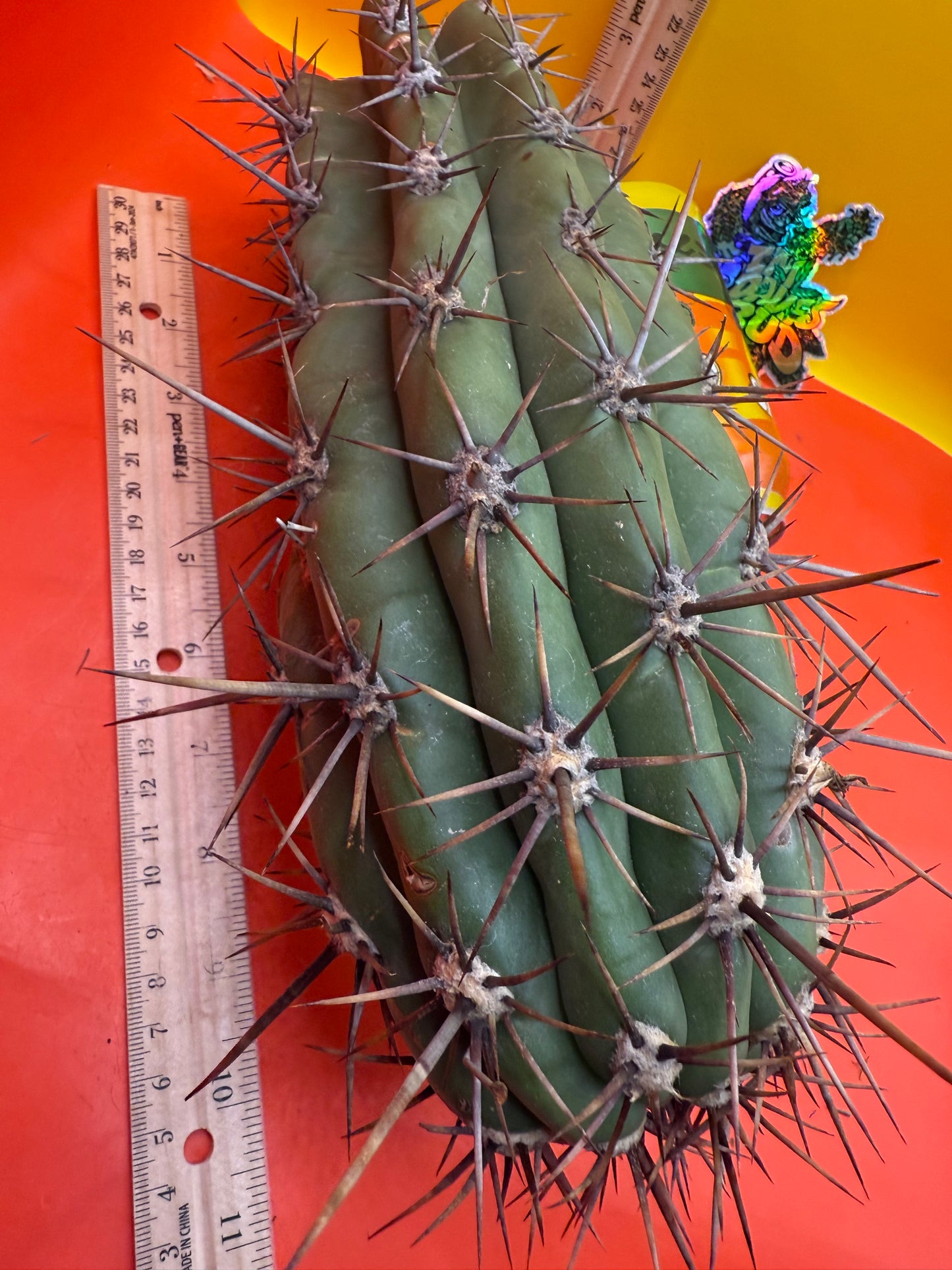 Tacaquirensis