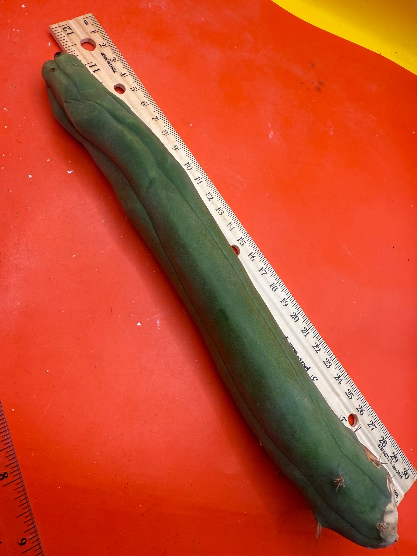 TBM-A long form monstrose cactus !
