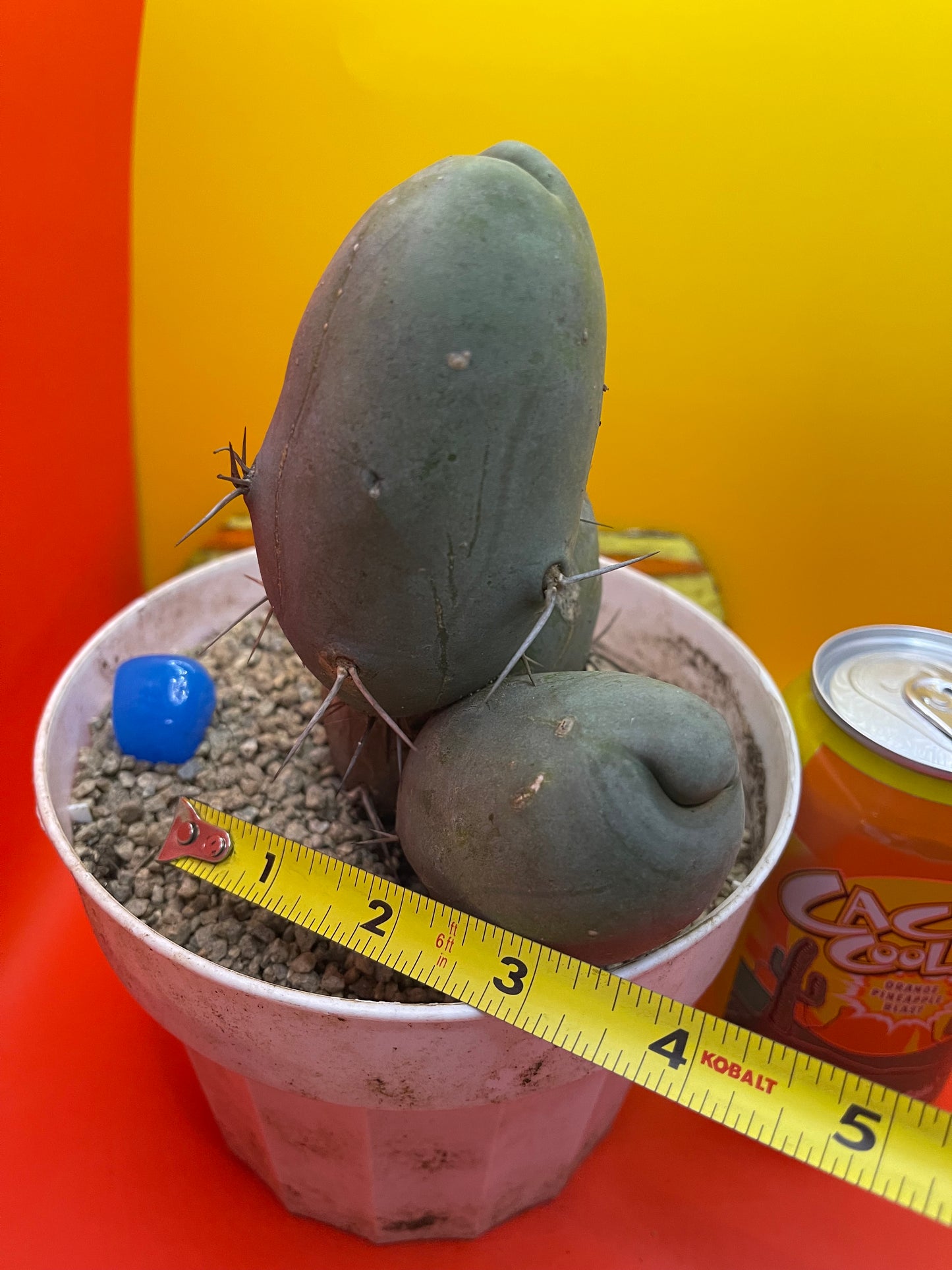 Tbm CACTUS!!! Bare root
