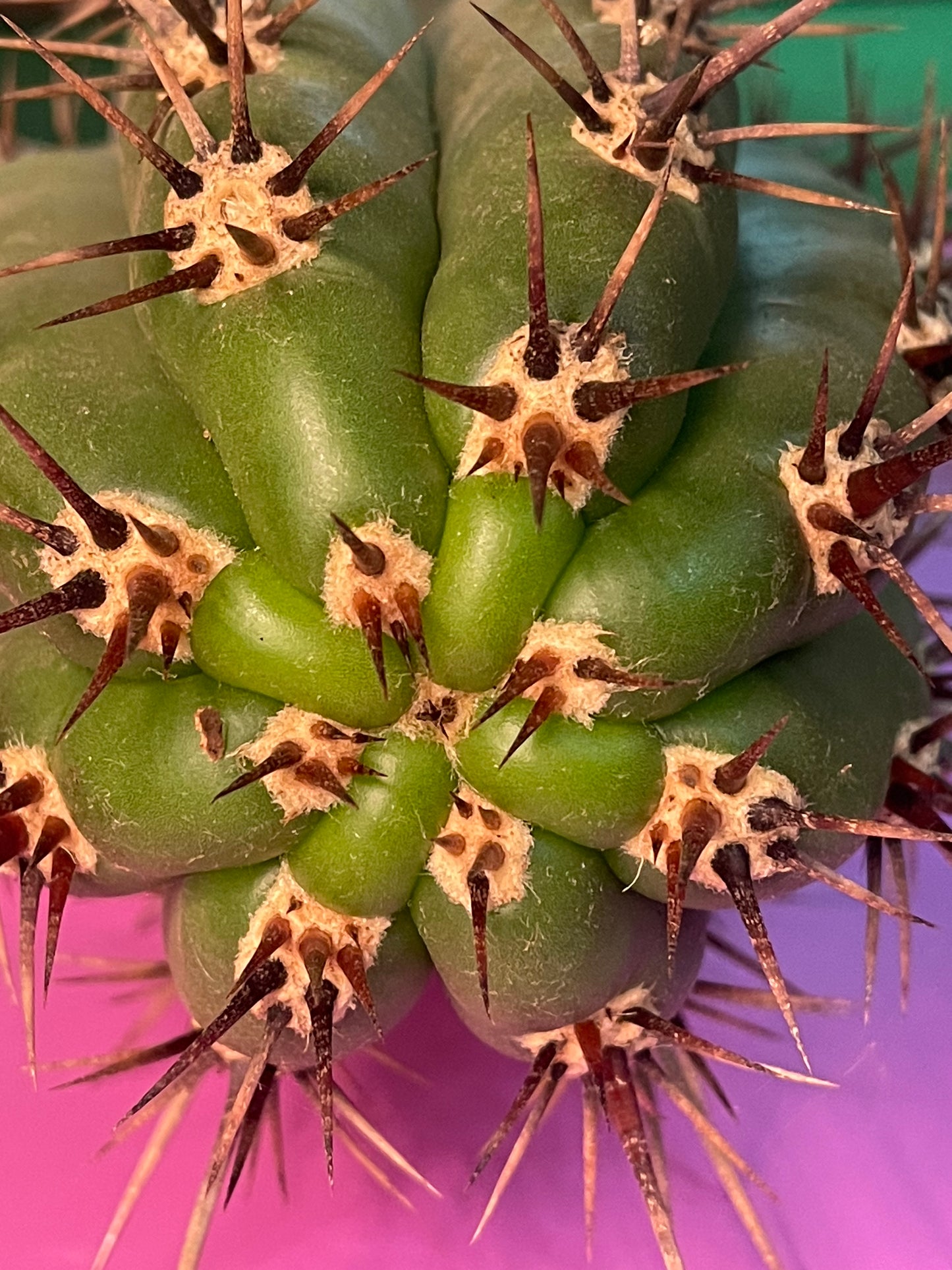 TRICHOCEREUS TACAQUIRENSIS
