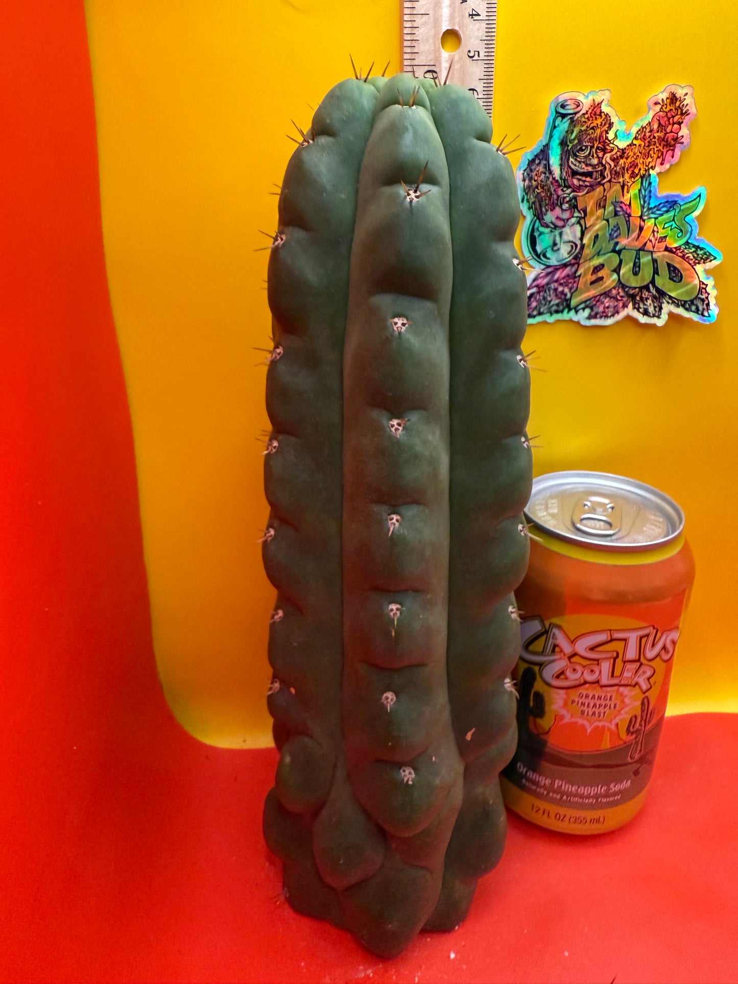 TPM ! Exact cactus