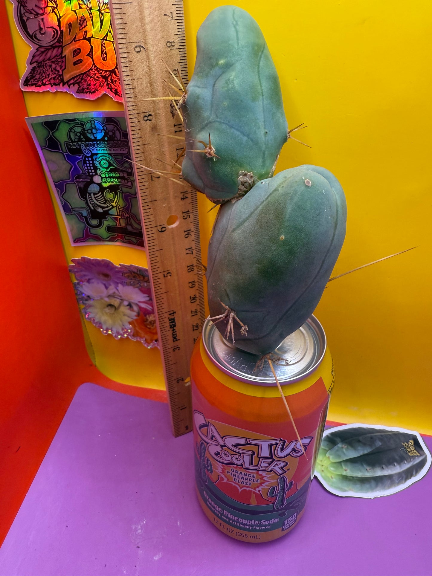 TBM !!!! Huge double segment cactus