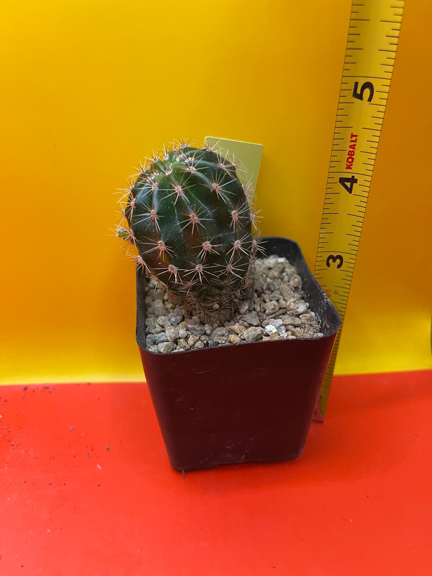 Yellow flowering echinopsis potted cactus !