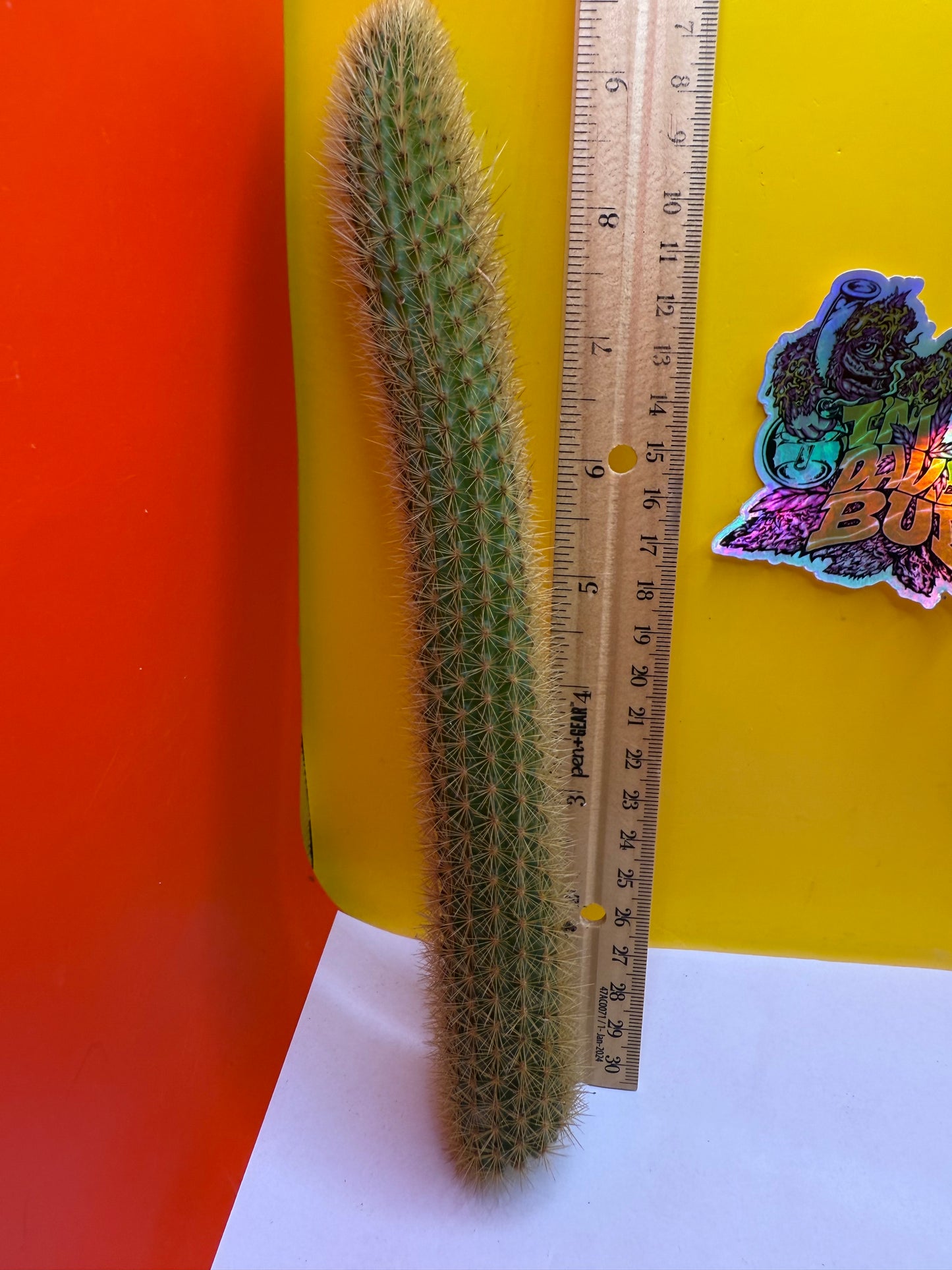 Golden Foxtail Cactus