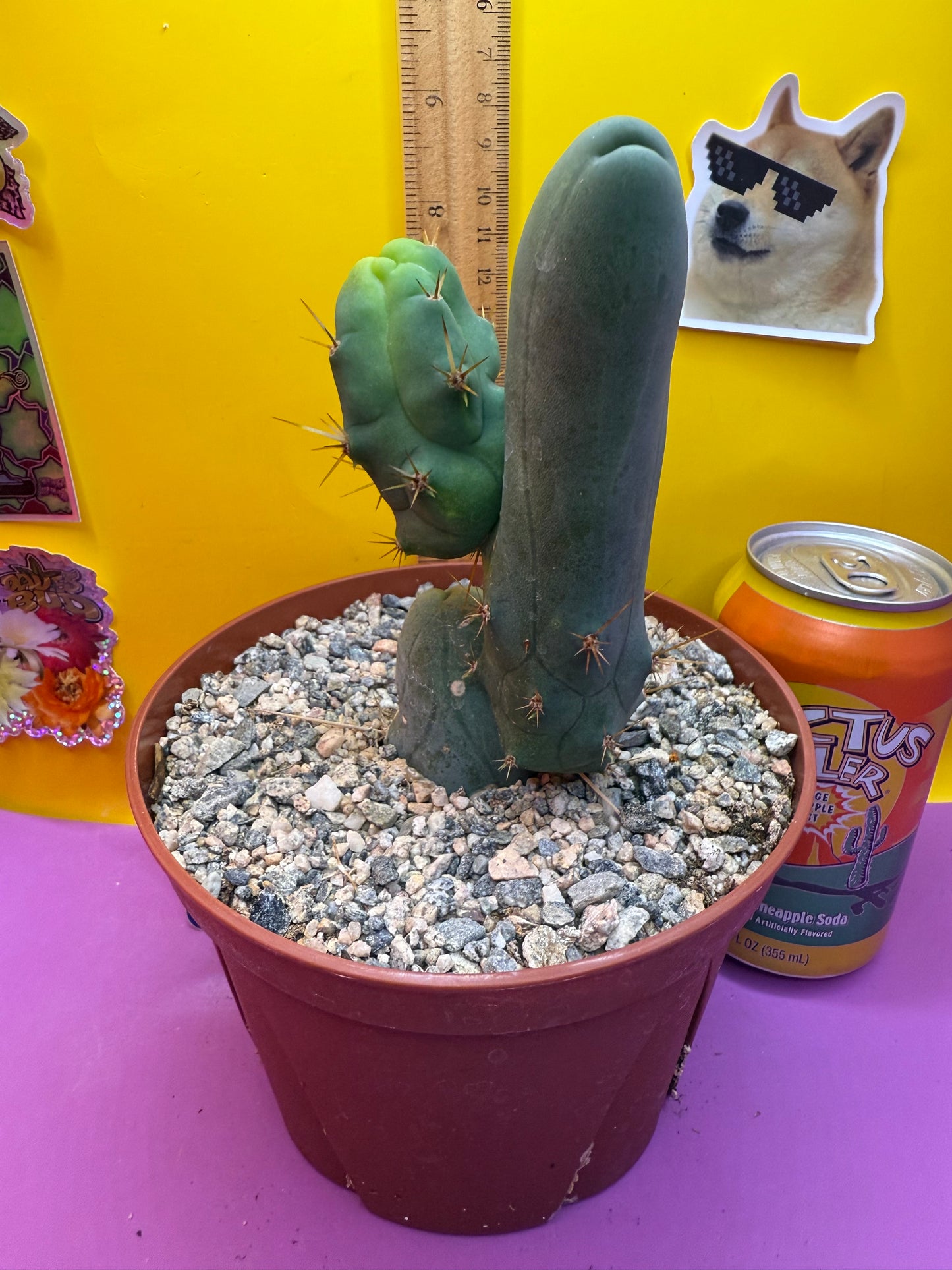 TBM CACTUS smooth and clean !  shipped in pot  - this exact one pictured