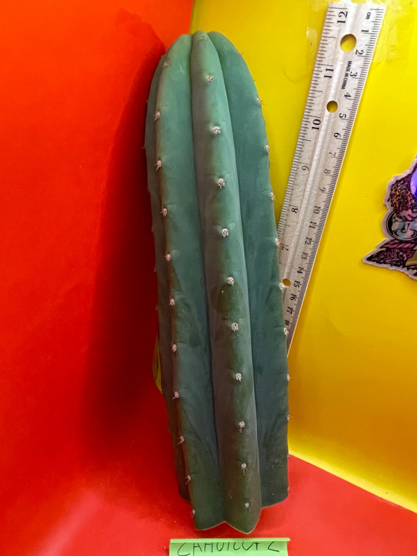 Cahuilla Cactus