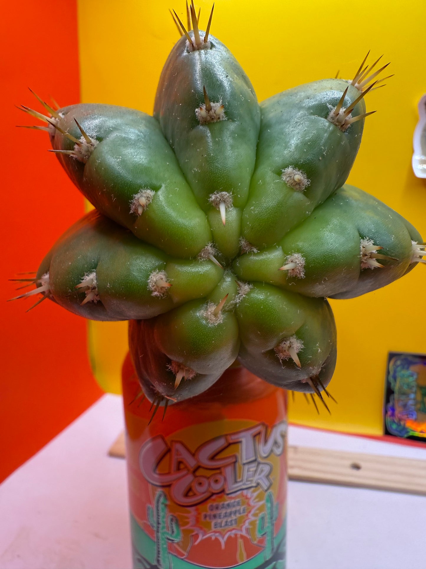 CACTO HEBRIDO !