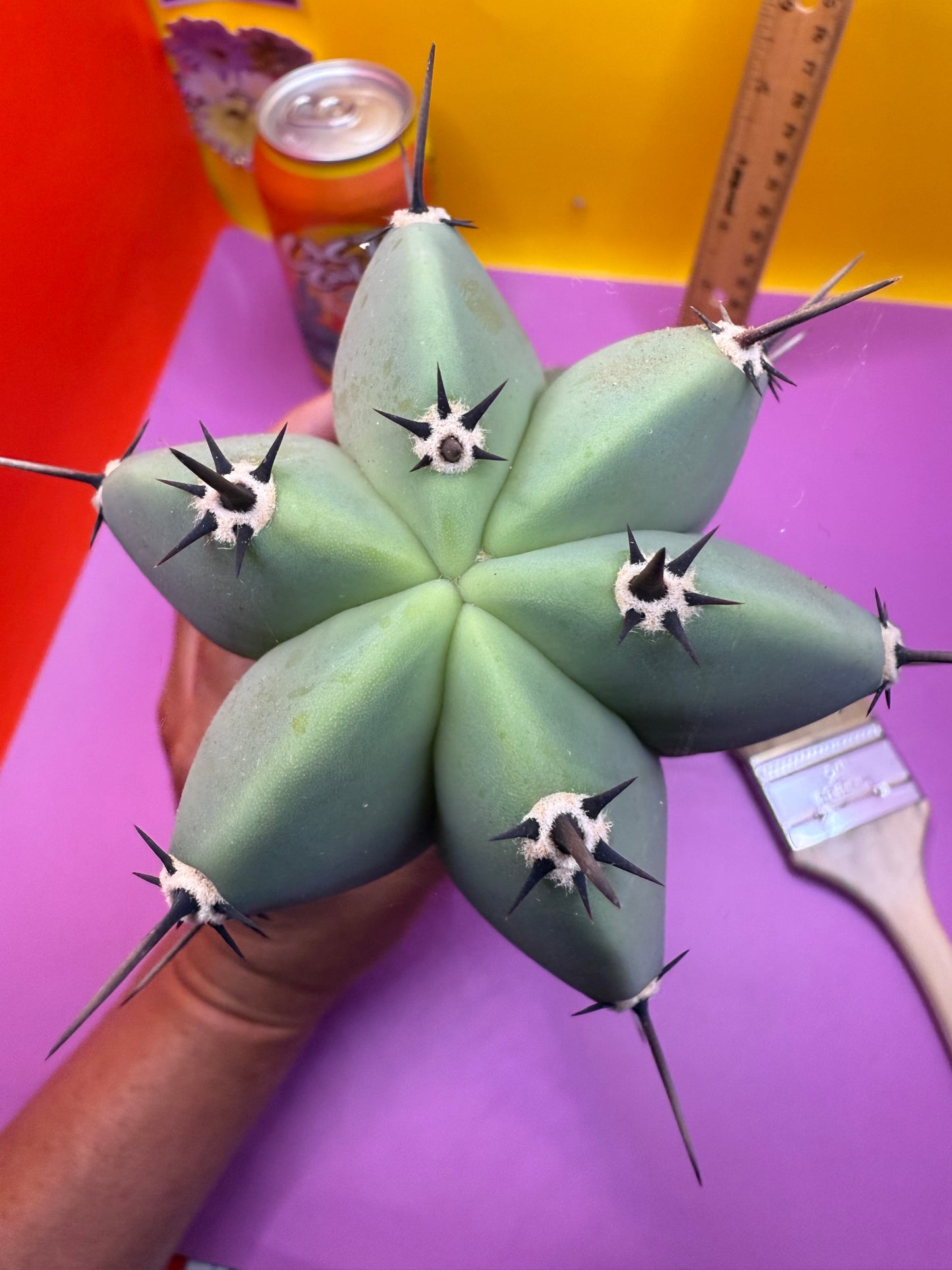 Myrtillocactus geometrizans