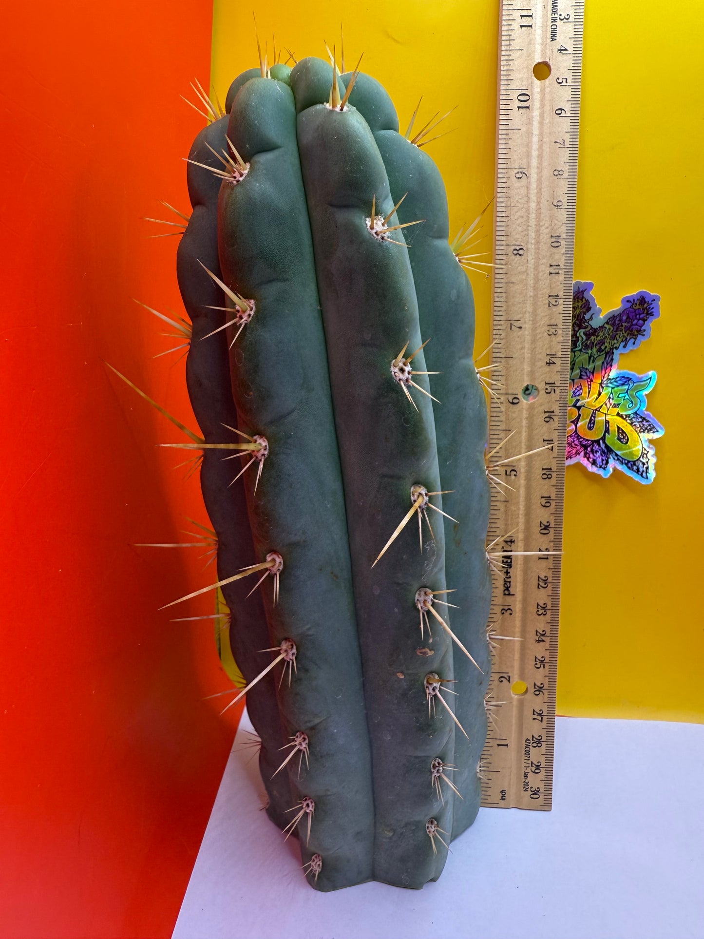 SS03